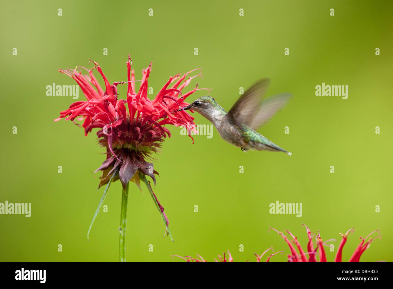 Femmina Ruby ha gettato Hummingbird hovering cercando nettare da Bee Balm Blossoms Foto Stock