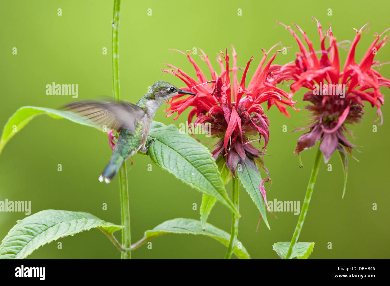 Femmina Ruby ha gettato Hummingbird hovering cercando nettare da Bee Balm Blossoms Foto Stock