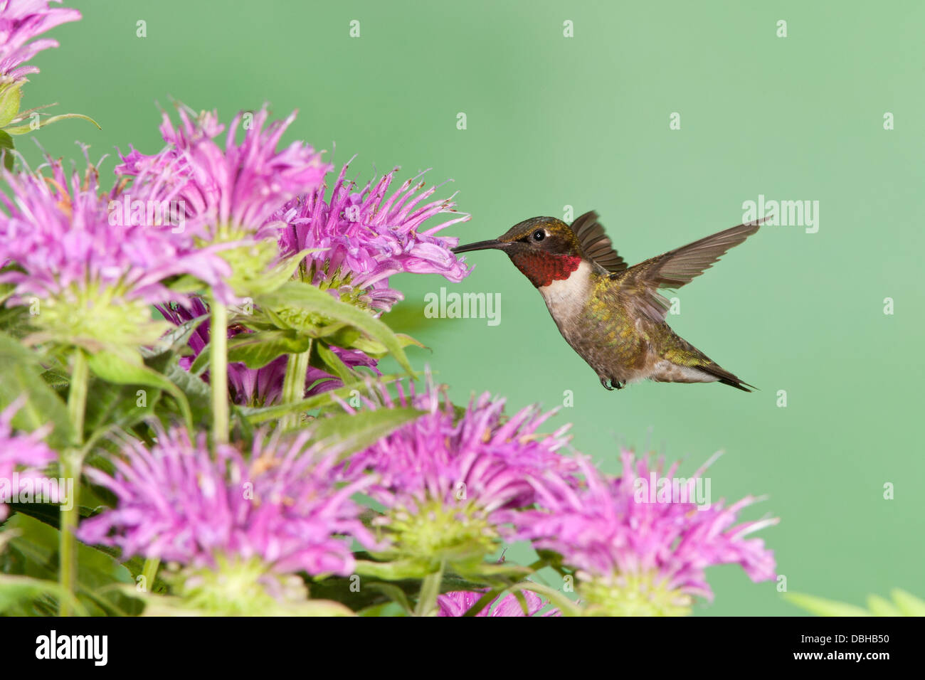 Maschio Ruby ha gettato Hummingbird hovering cercando nettare da Bee Balm Blossoms Foto Stock