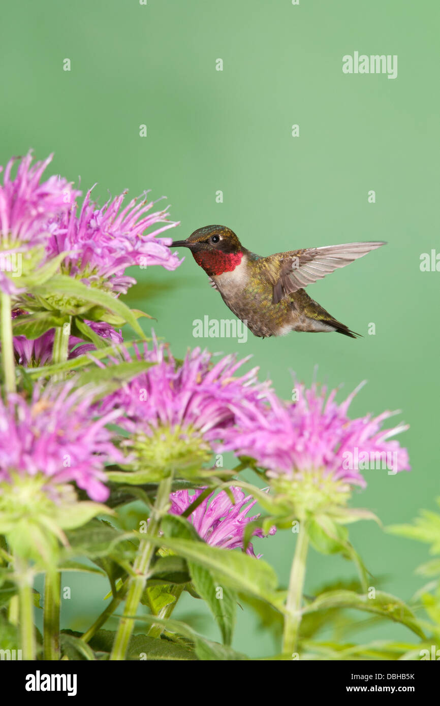 Maschio Ruby ha gettato Hummingbird hovering cercando nettare da Bee Balm Blossoms - verticale Foto Stock