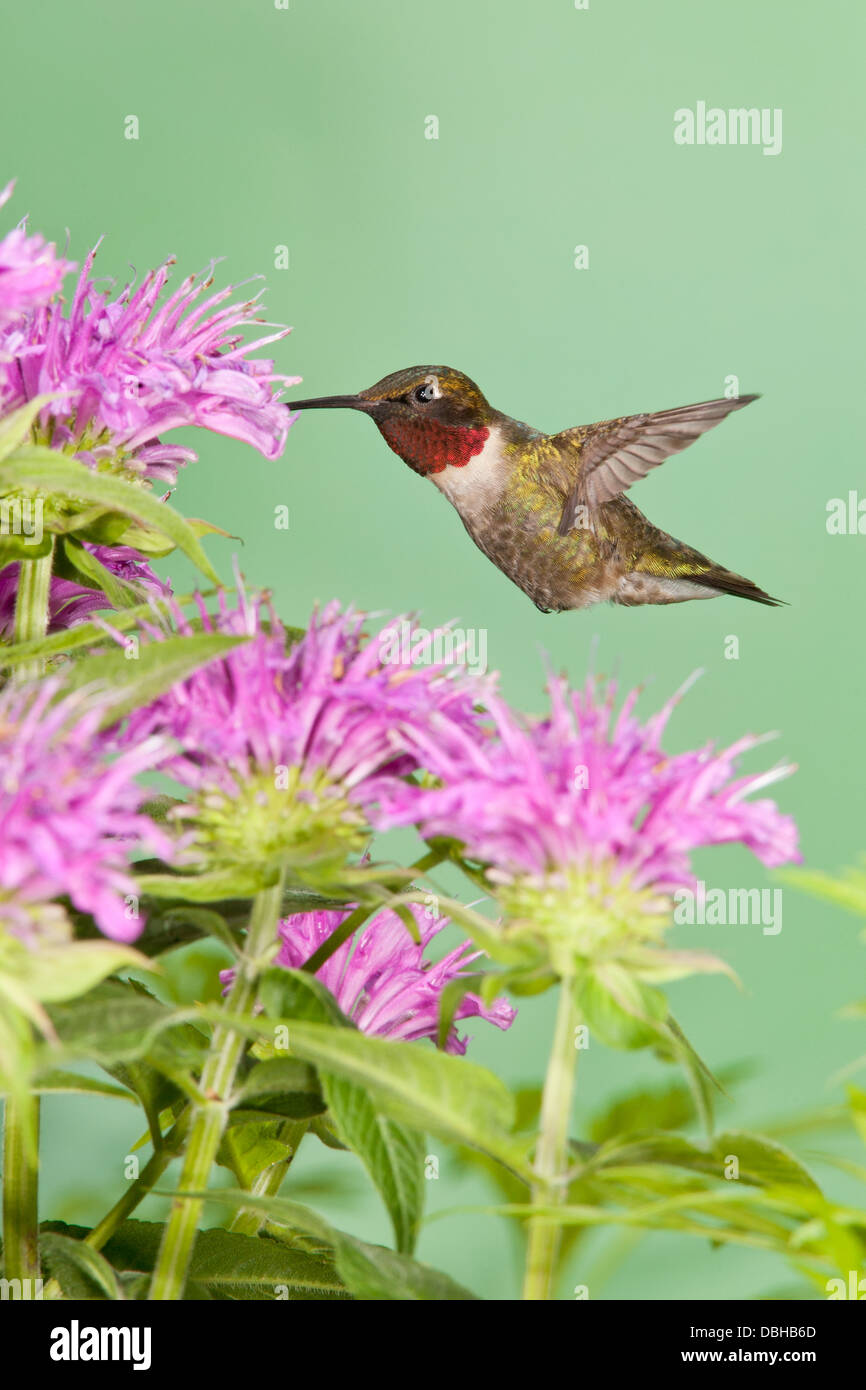 Maschio Ruby ha gettato Hummingbird hovering cercando nettare da Bee Balm Blossoms - verticale Foto Stock