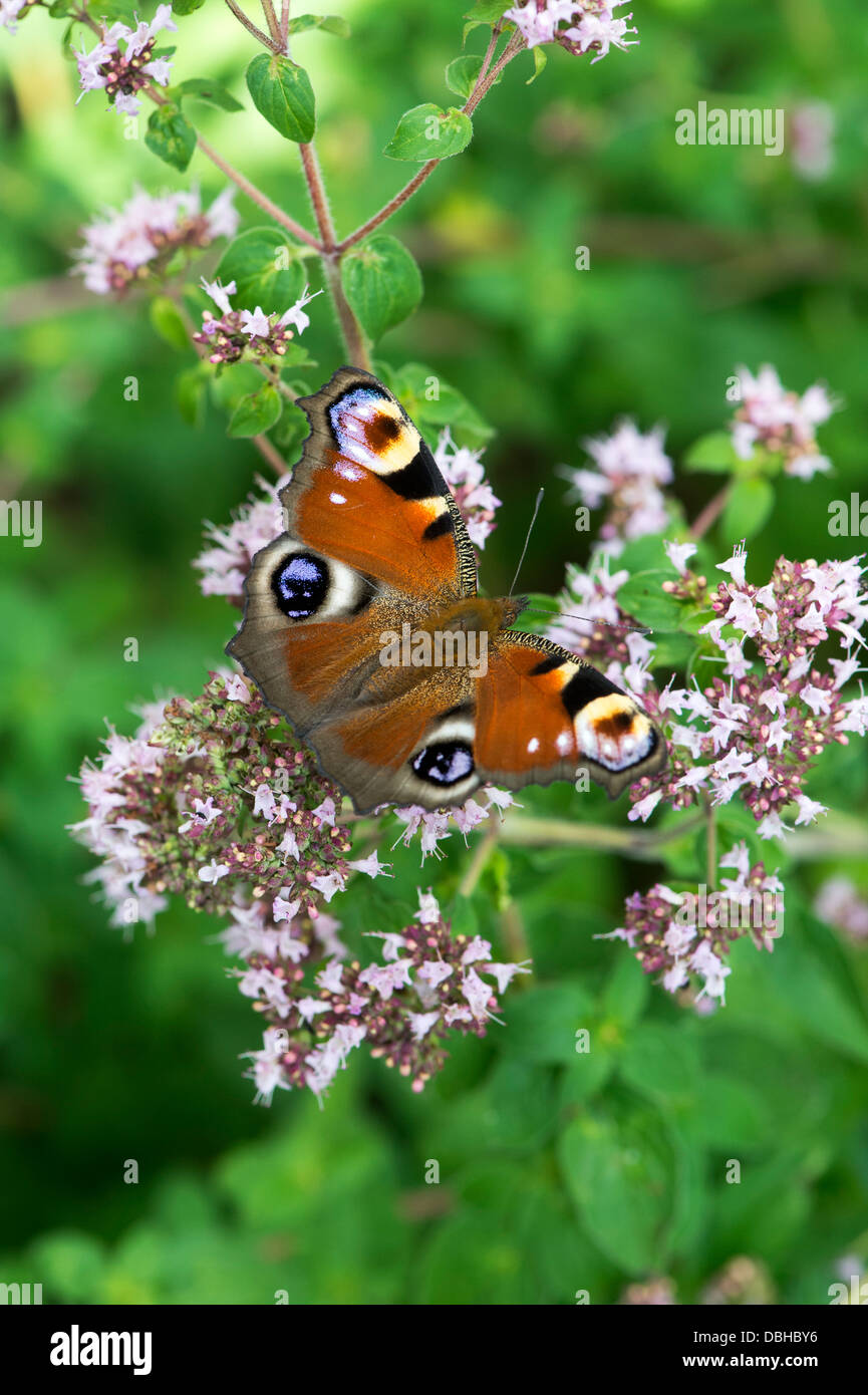 Aglais io. Farfalla pavone sul origano herb fiori in un giardino inglese Foto Stock