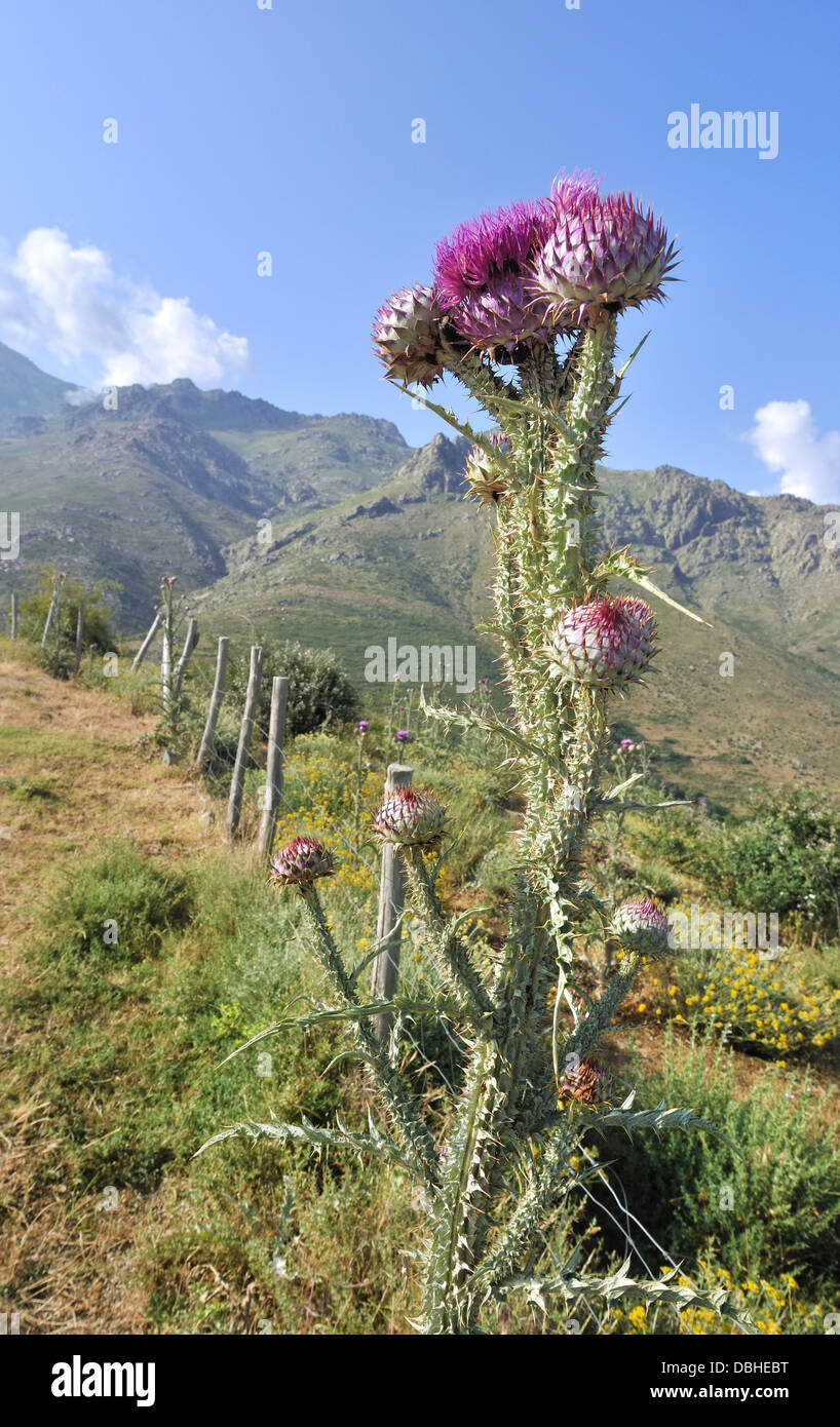 Bellissimo il cardo selvatico e fiore nel paesaggio di montagna Foto Stock