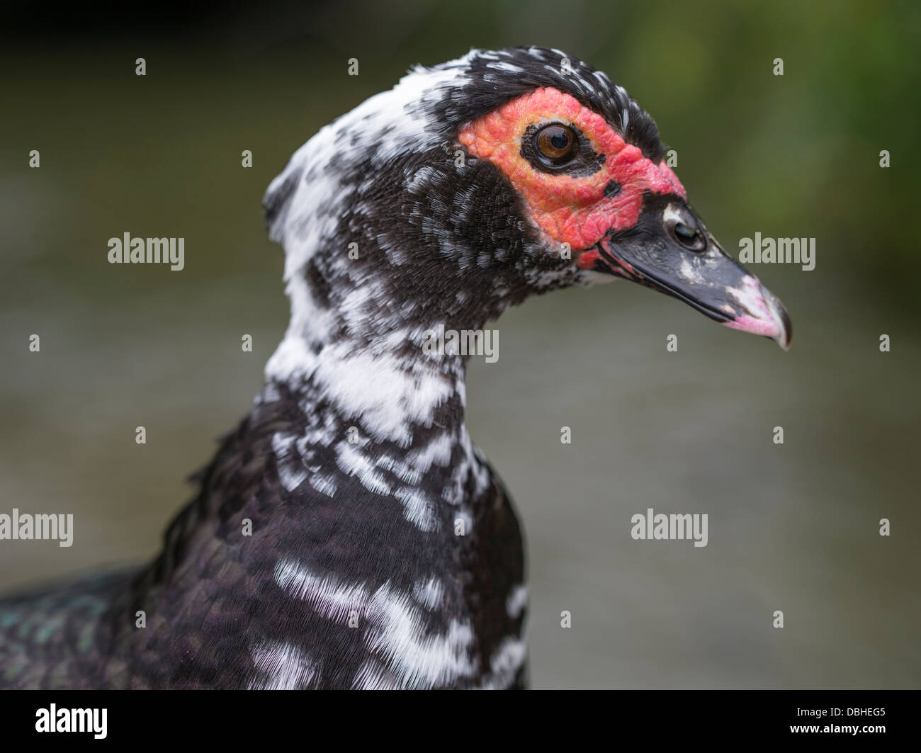 Anatra muta Cairina moschata Foto Stock