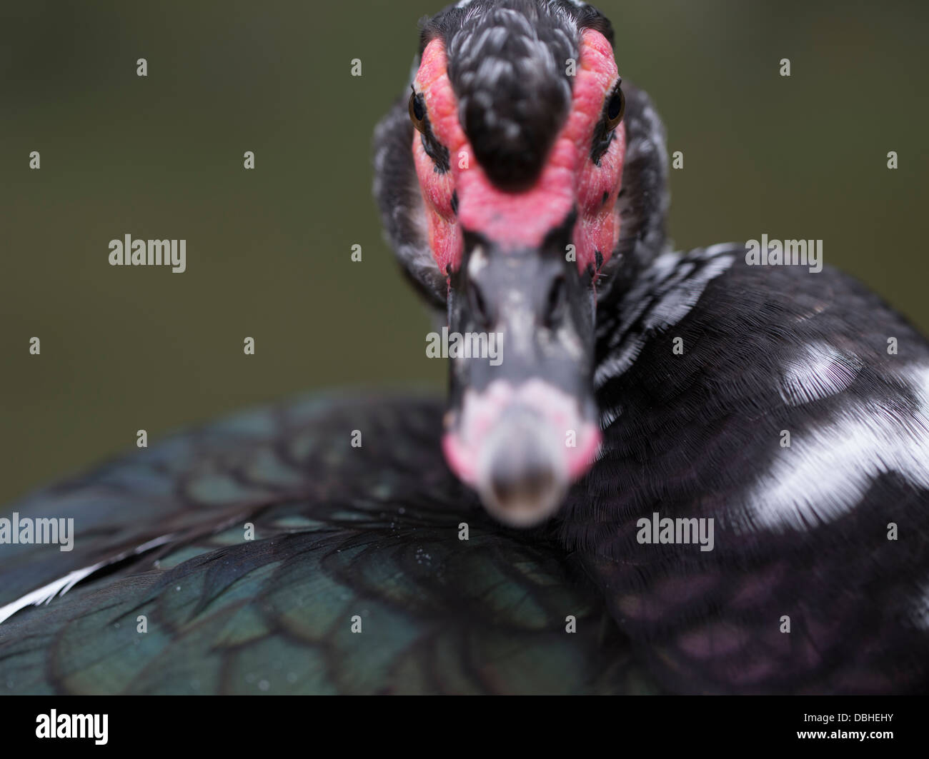 Anatra muta Cairina moschata Foto Stock