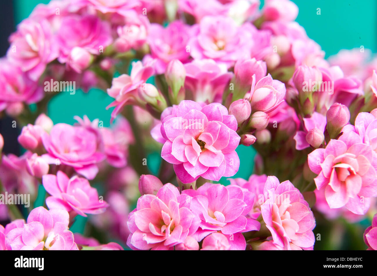 Rosa luminoso kalanchoe fiori succulenti contro uno sfondo blu. Foto Stock