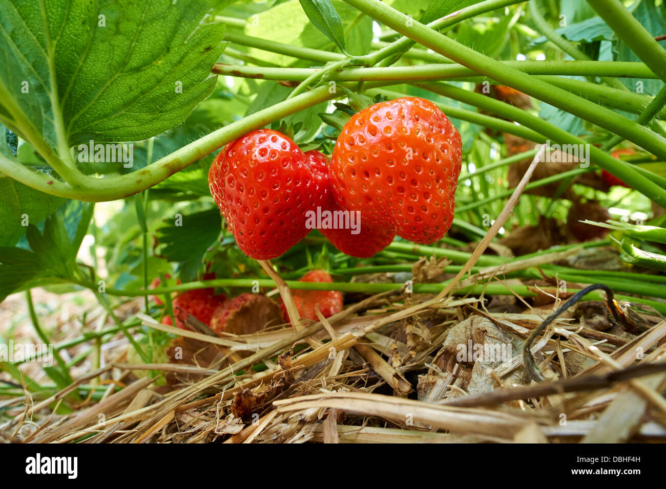 Mature di fragole fresche cresce a una fattoria di frutta Foto Stock