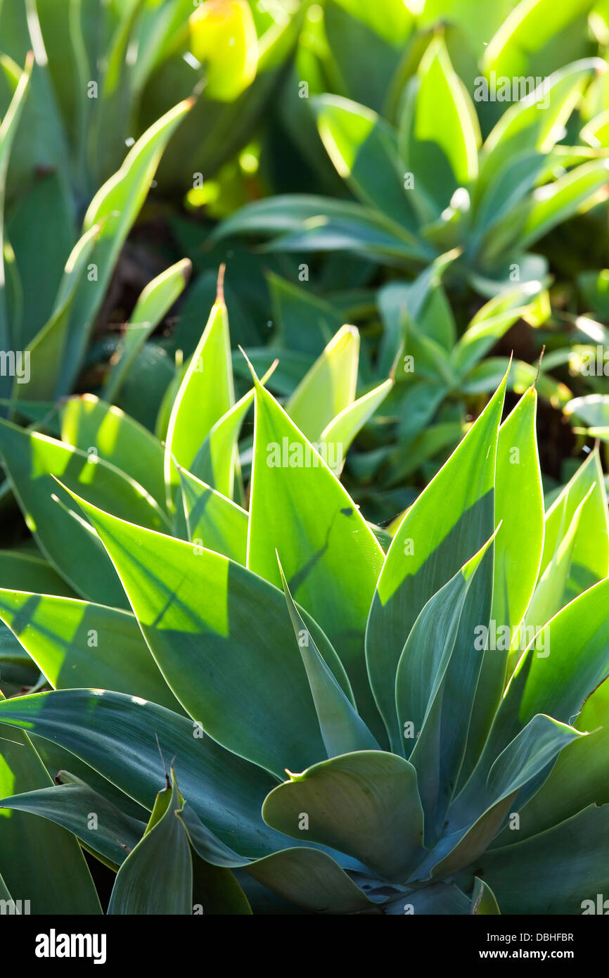 Grandi leafed grigio-verde agave piante, con le loro spine illuminato dalla luce solare. Foto Stock