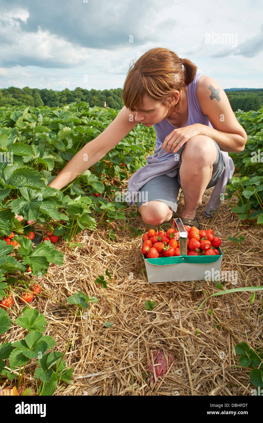 Una donna picking ripe rosso Fragole presso un azienda frutticola in estate. Foto Stock