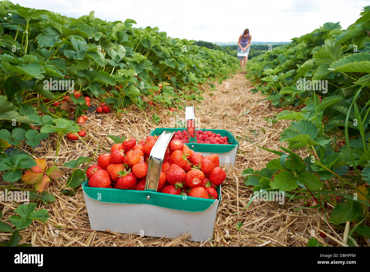 Una donna picking ripe rosso Fragole presso un azienda frutticola in estate. Foto Stock