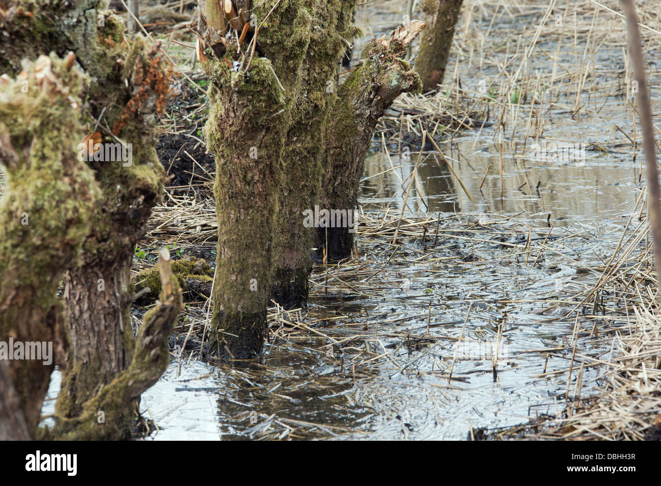 Una palude nel Biesbosch Foto Stock