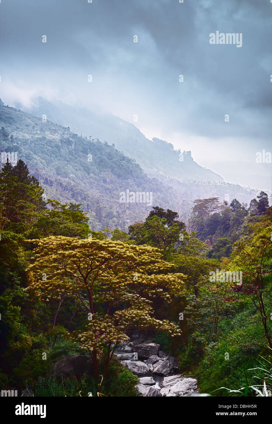 Un drammatico paesaggio verticale. Foresta Montagne e streaming Foto Stock
