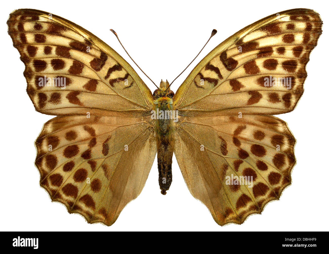 Argento femmina-lavato Fritillary butterfly (Argynnis paphia) isolato su sfondo bianco Foto Stock