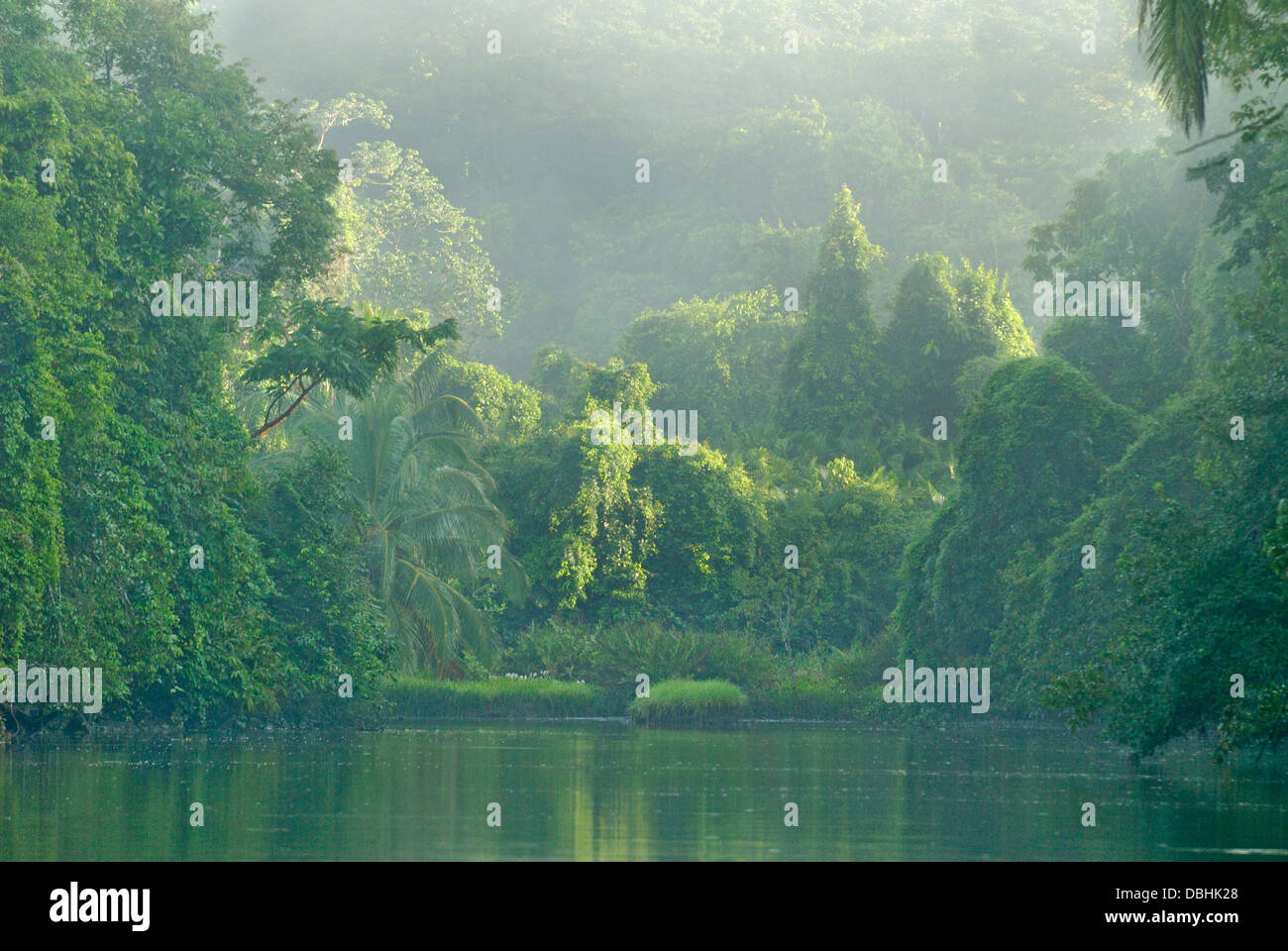 La foresta pluviale primaria nel Parco Nazionale di Corcovado, Costa Rica Foto Stock