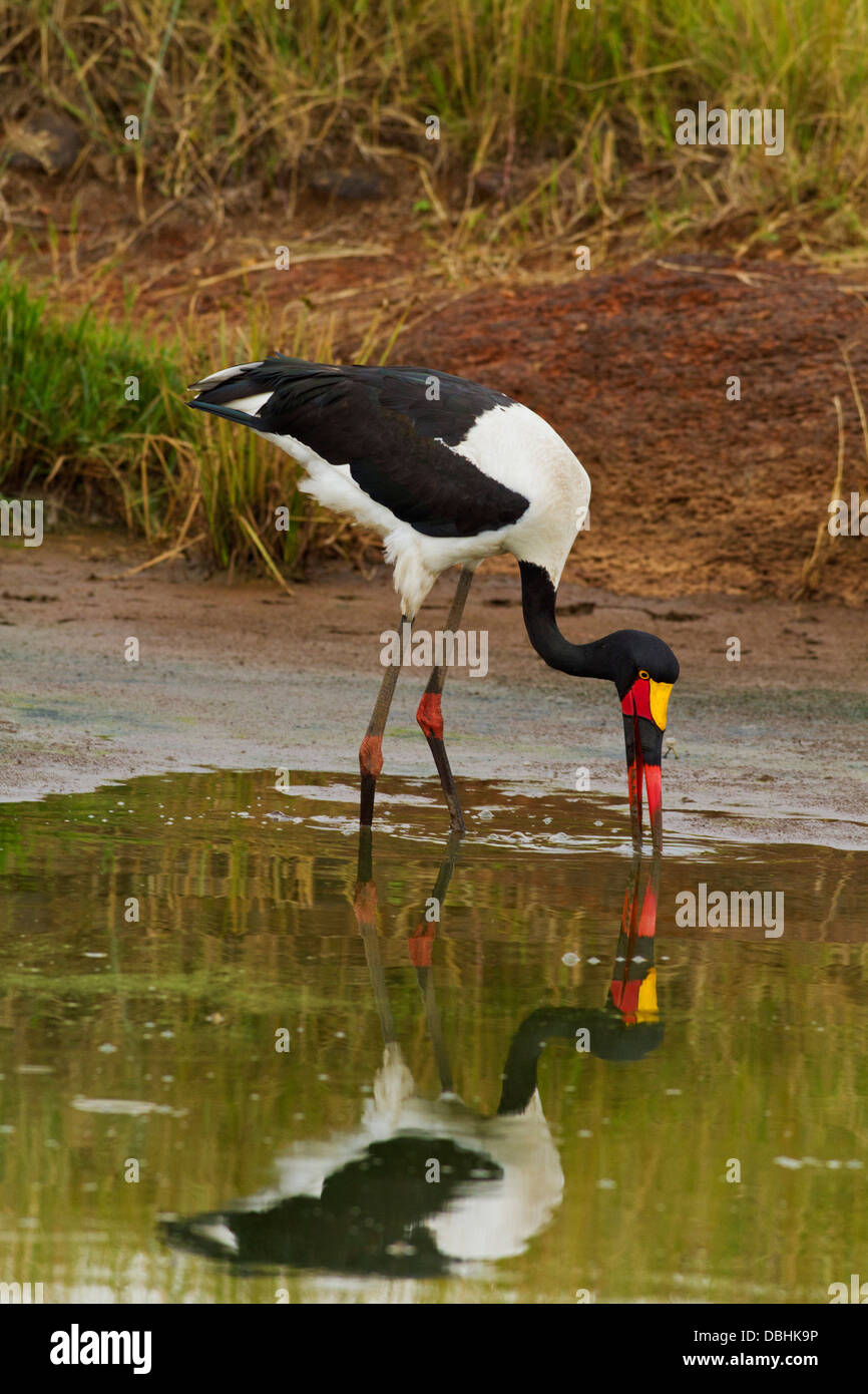 Sellati fatturati Stork alimentando al laghetto. Foto Stock