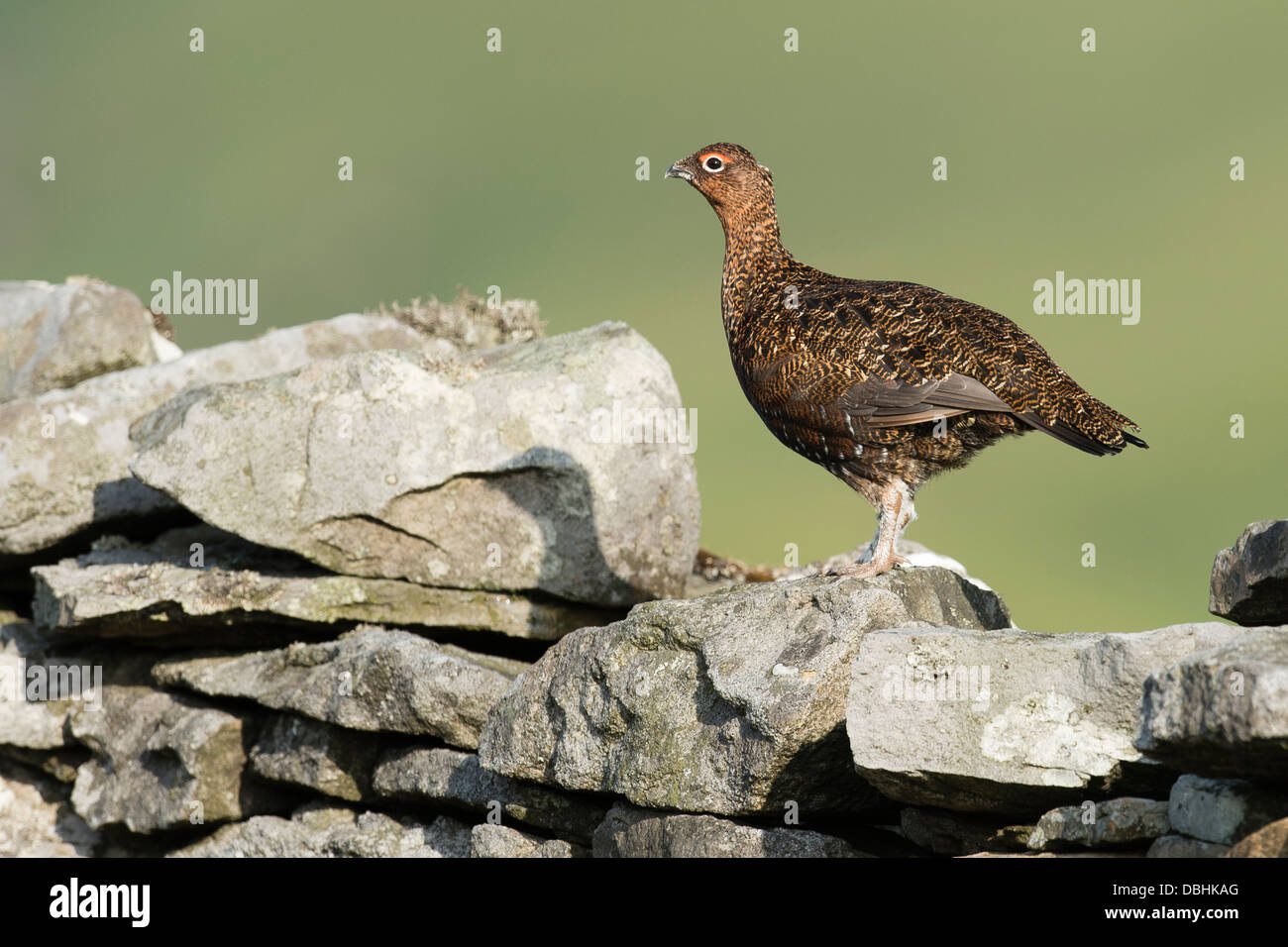Una Pernice su Yorkshire Moors Foto Stock