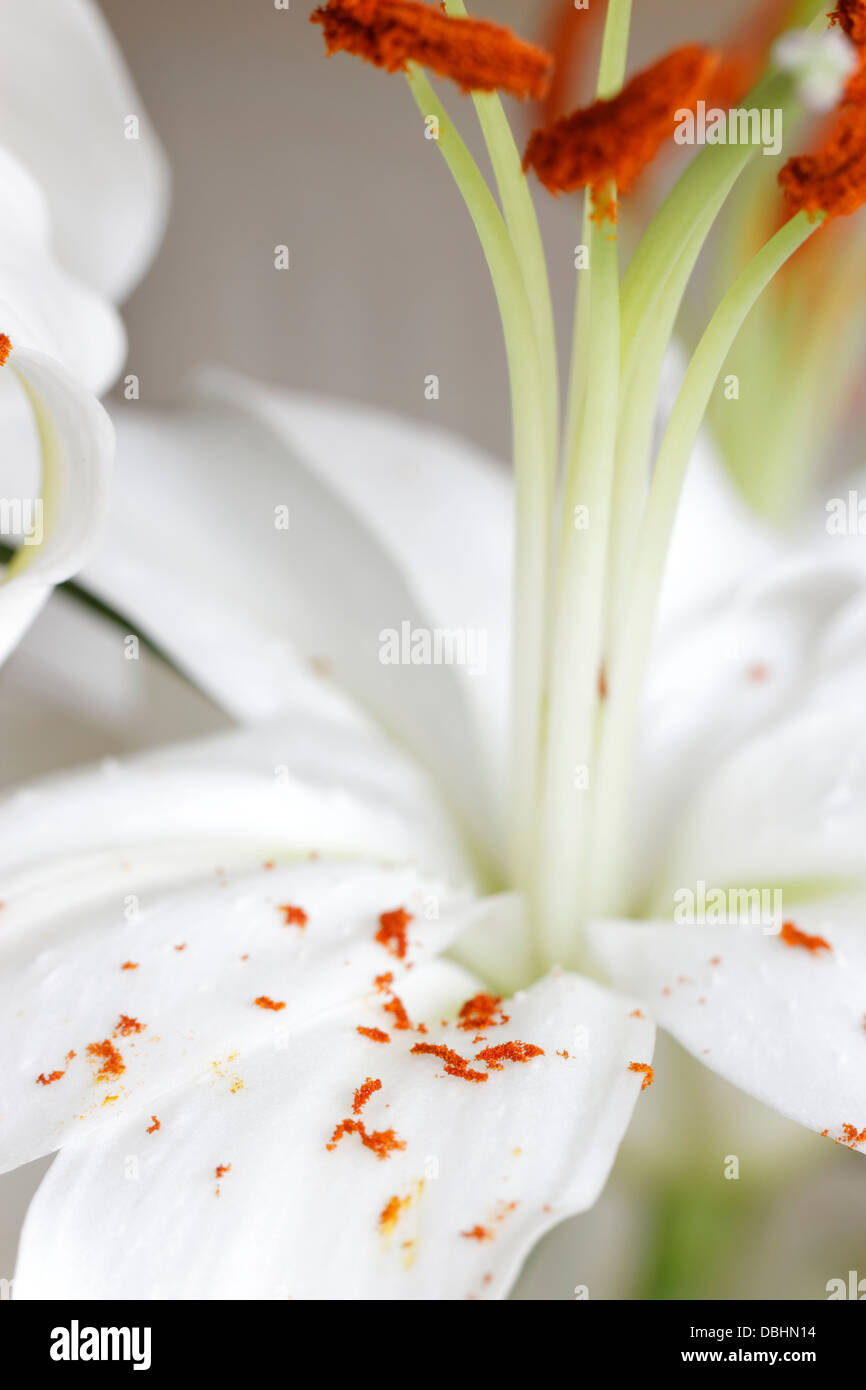 Giglio Bianco con il polline su petali Foto Stock