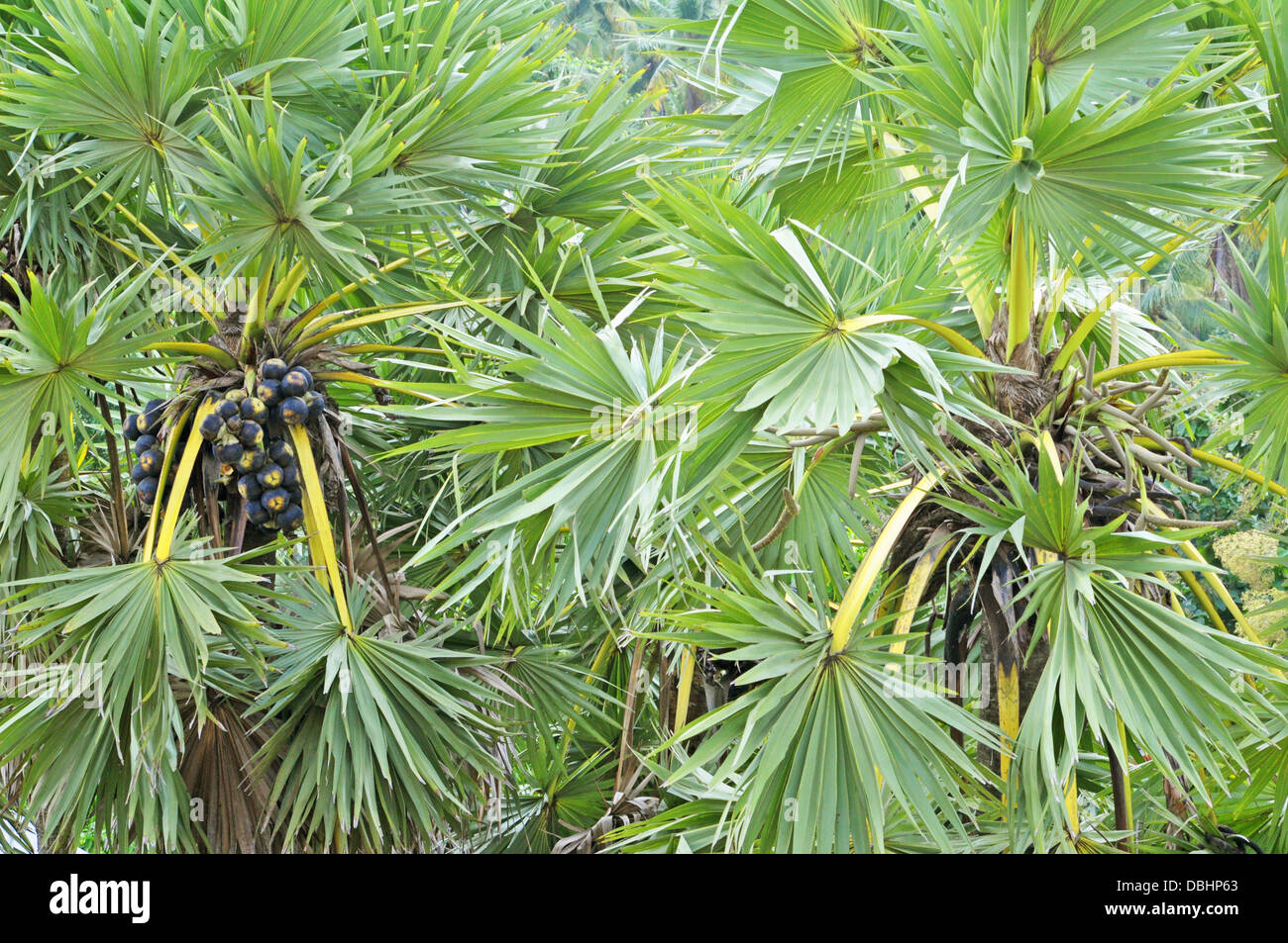 Palme di Toddy Foto Stock