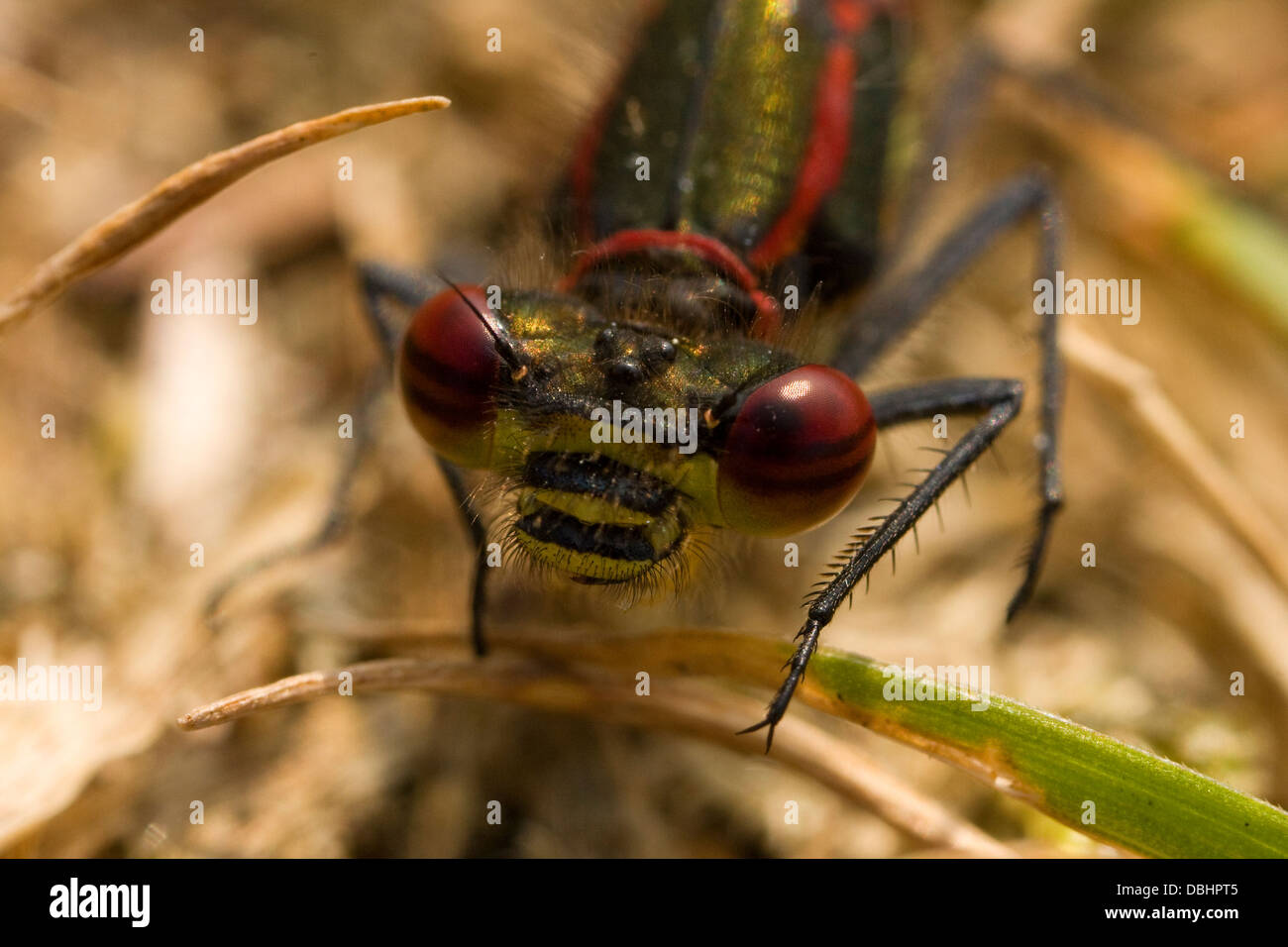 Ripresa macro di un drago vola occhi Foto Stock