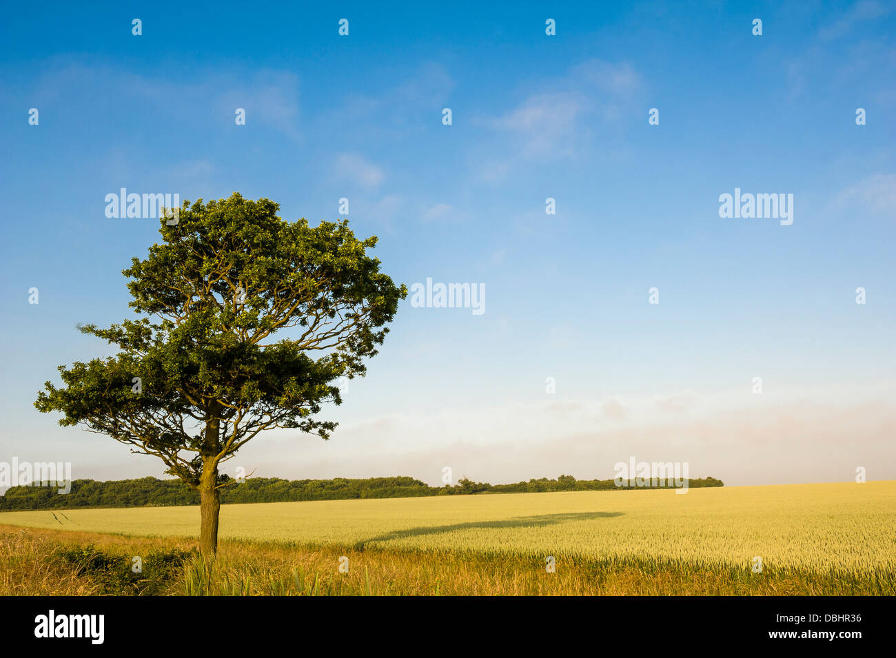 Lone Oak tree sul bordo di un campo di colture di cereali. Foto Stock