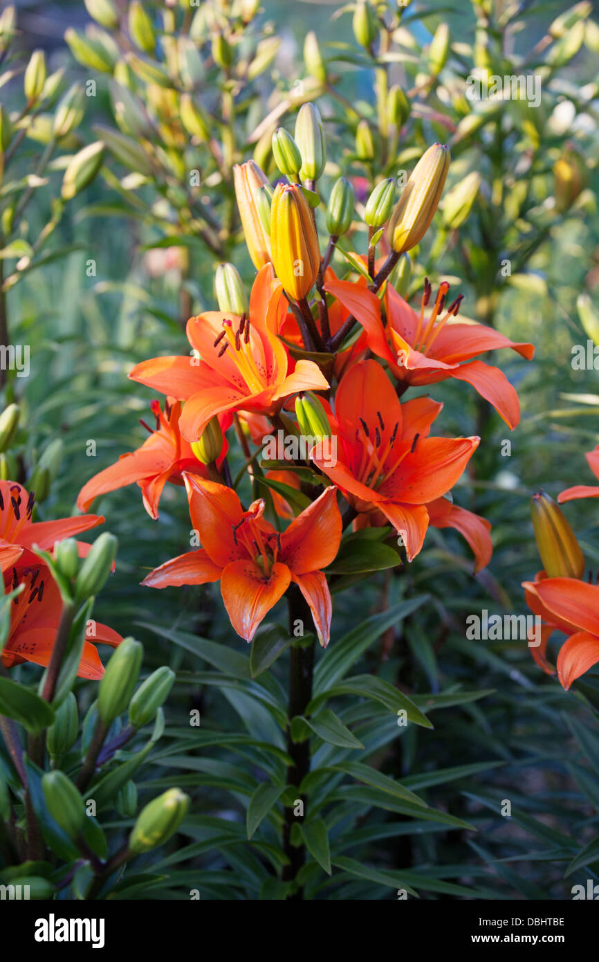 Giglio arancio brillante Lilium in fiore Foto Stock