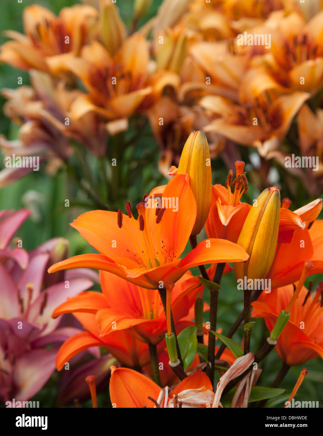 Lily orange lilium dusky lilium rosa Foto Stock