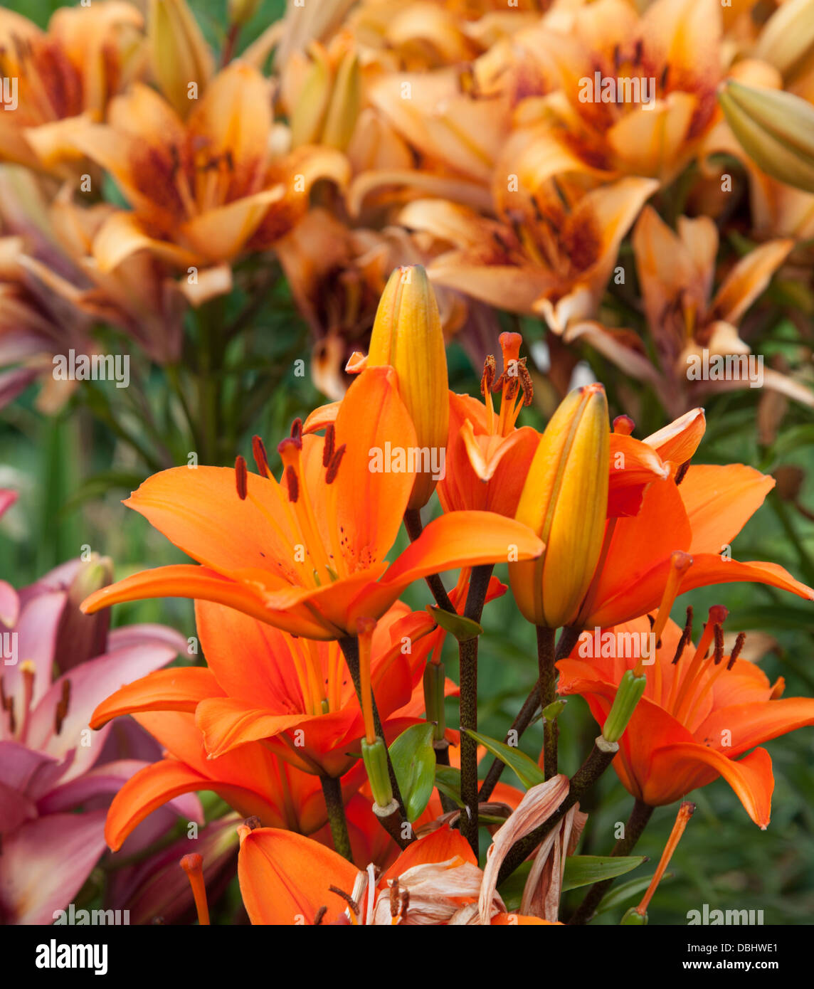 Giglio lilium arancione e rosa dusky lilium Foto Stock