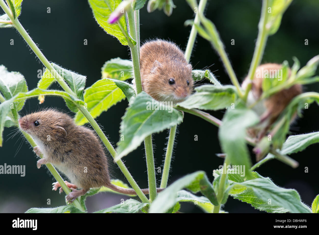 Harvest mouse Micromys minutas su Wild Bay willow pianta Foto Stock