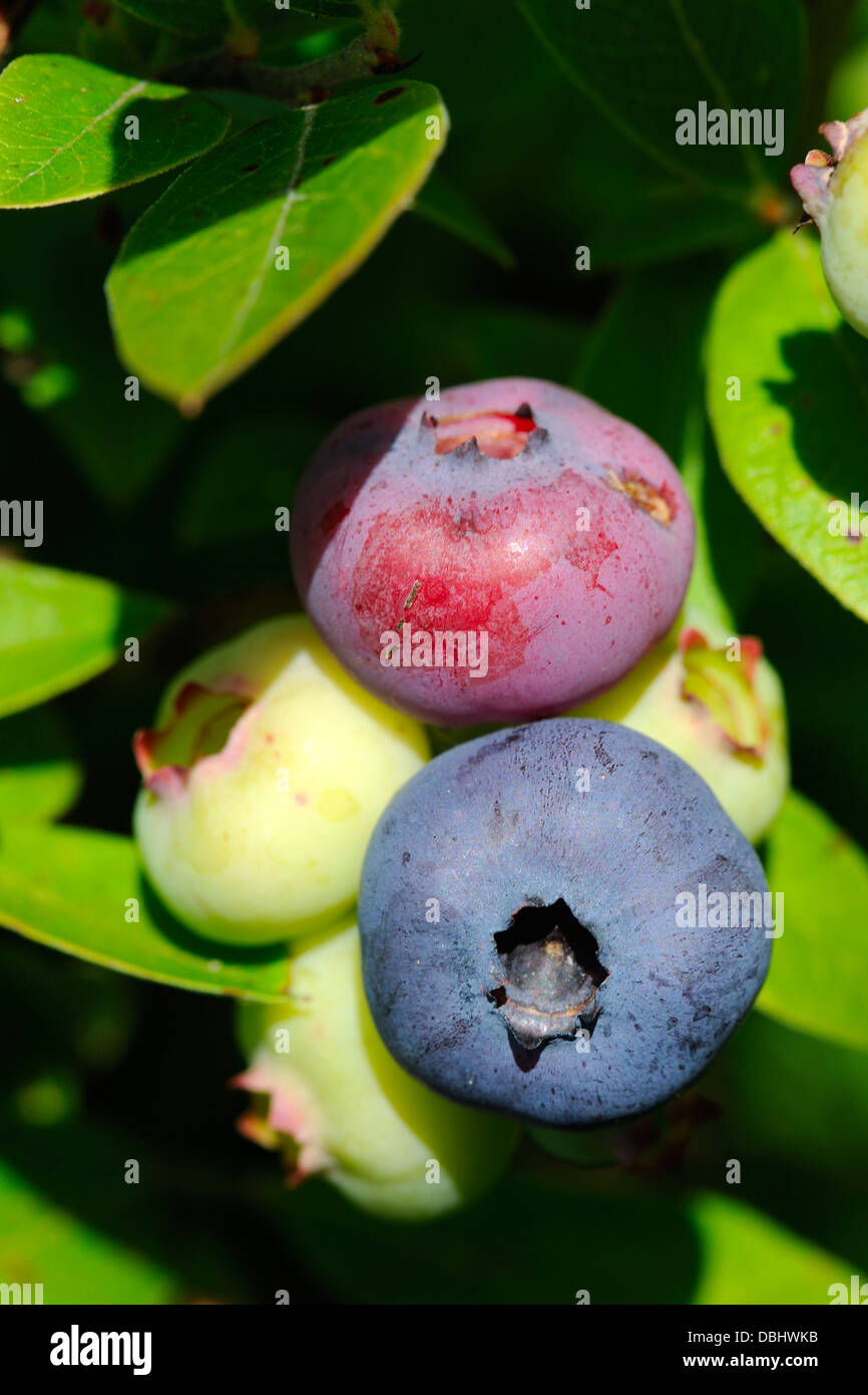 I mirtilli sono una piantata estesamente piccola frutta, con le boccole fornendo sia ornamentali e valore alimentare per il paesaggio. Foto Stock