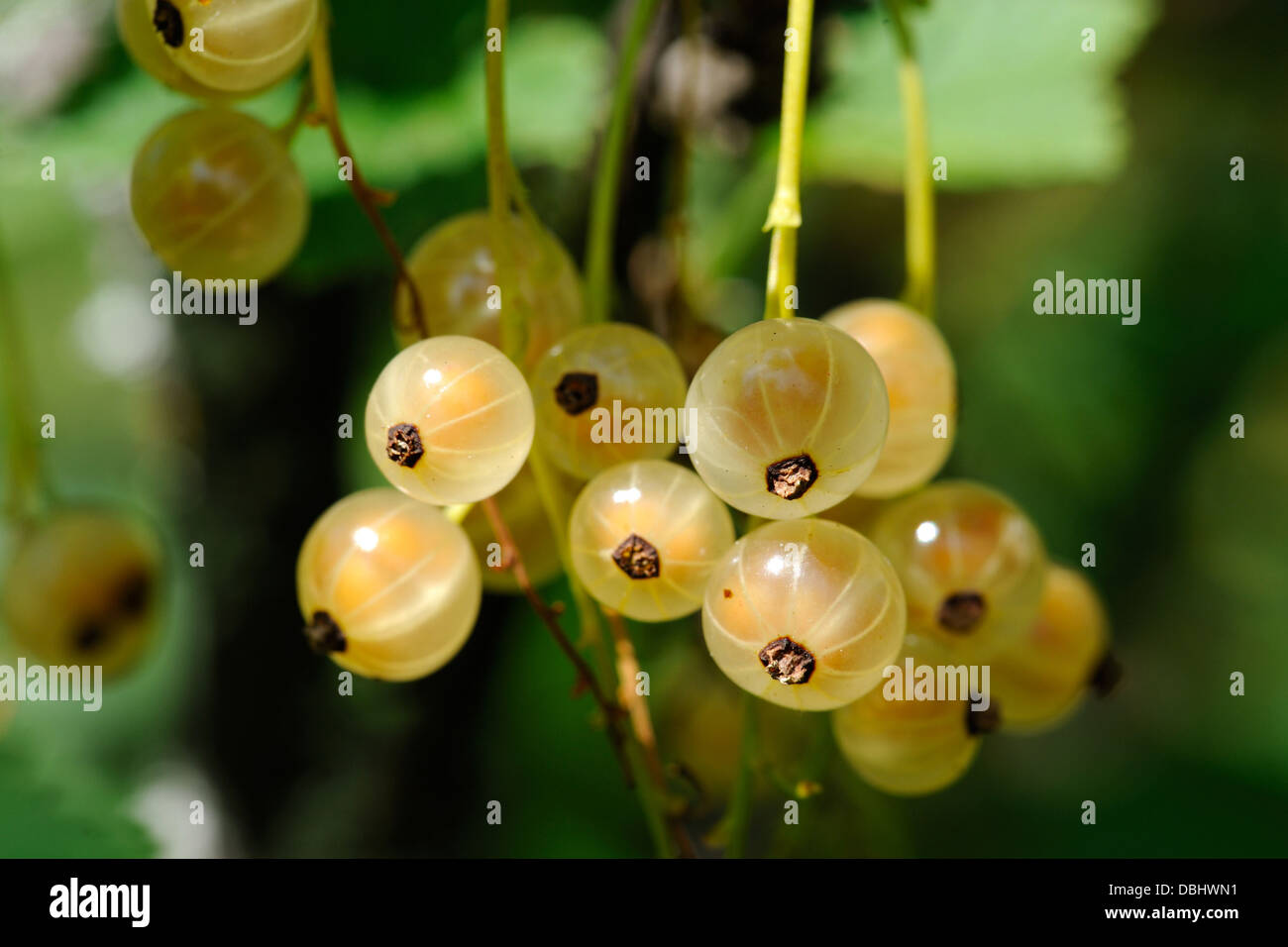 Il ribes bianco (whitecurrant), a volte chiamato rosa o giallo ribes, è un membro del genere di ribes. Foto Stock