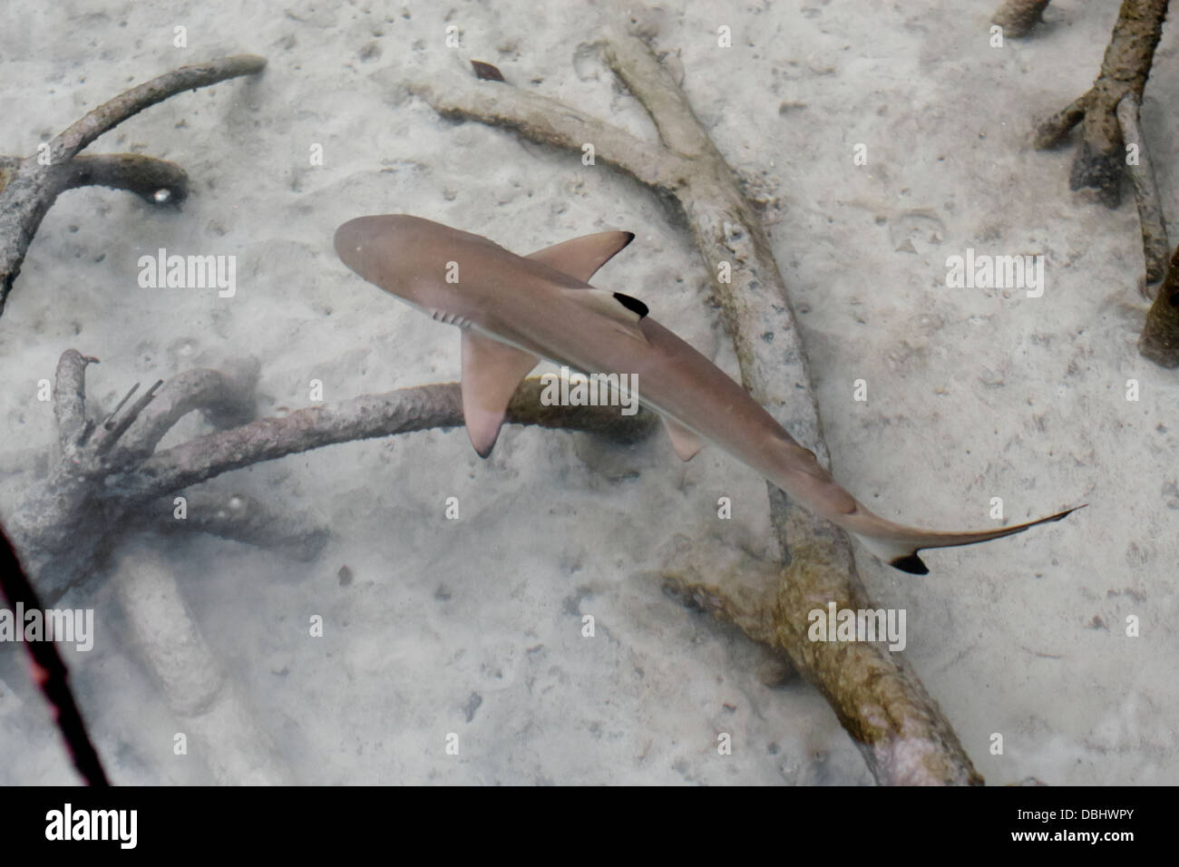 Nero-squali pinna nelle mangrovie. Foto Stock