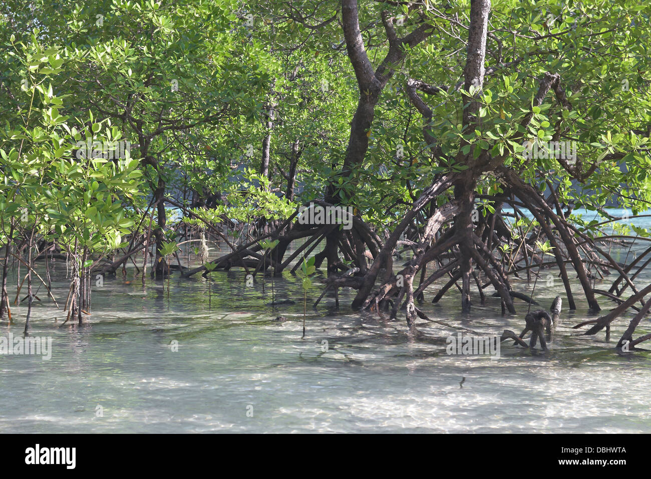 La foresta di mangrovie su Ko Surin island. Thailandia. Foto Stock