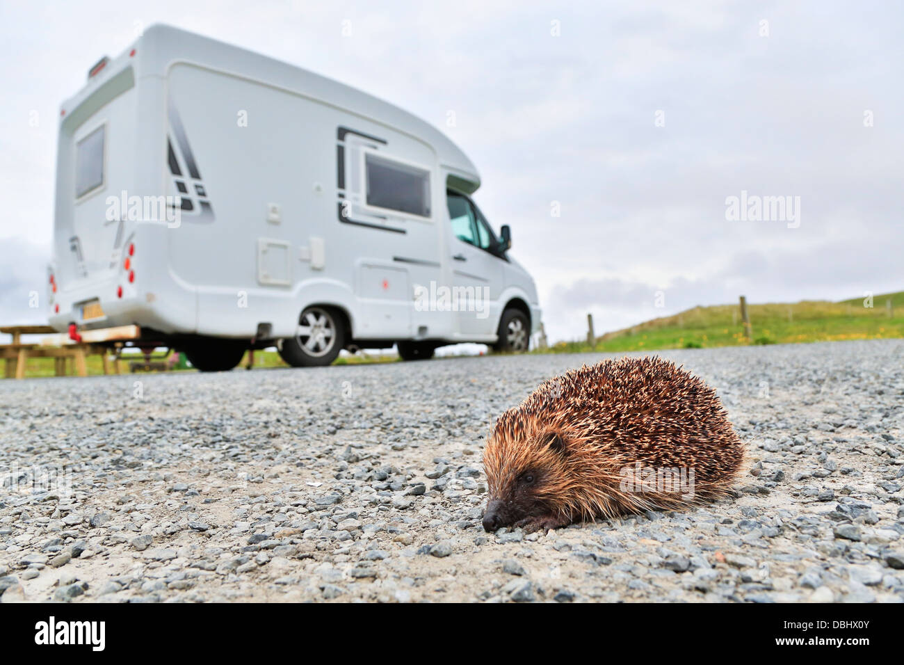 Riccio; Erinaceus europaeus; attraversando il parco auto; Shetland; Regno Unito Foto Stock