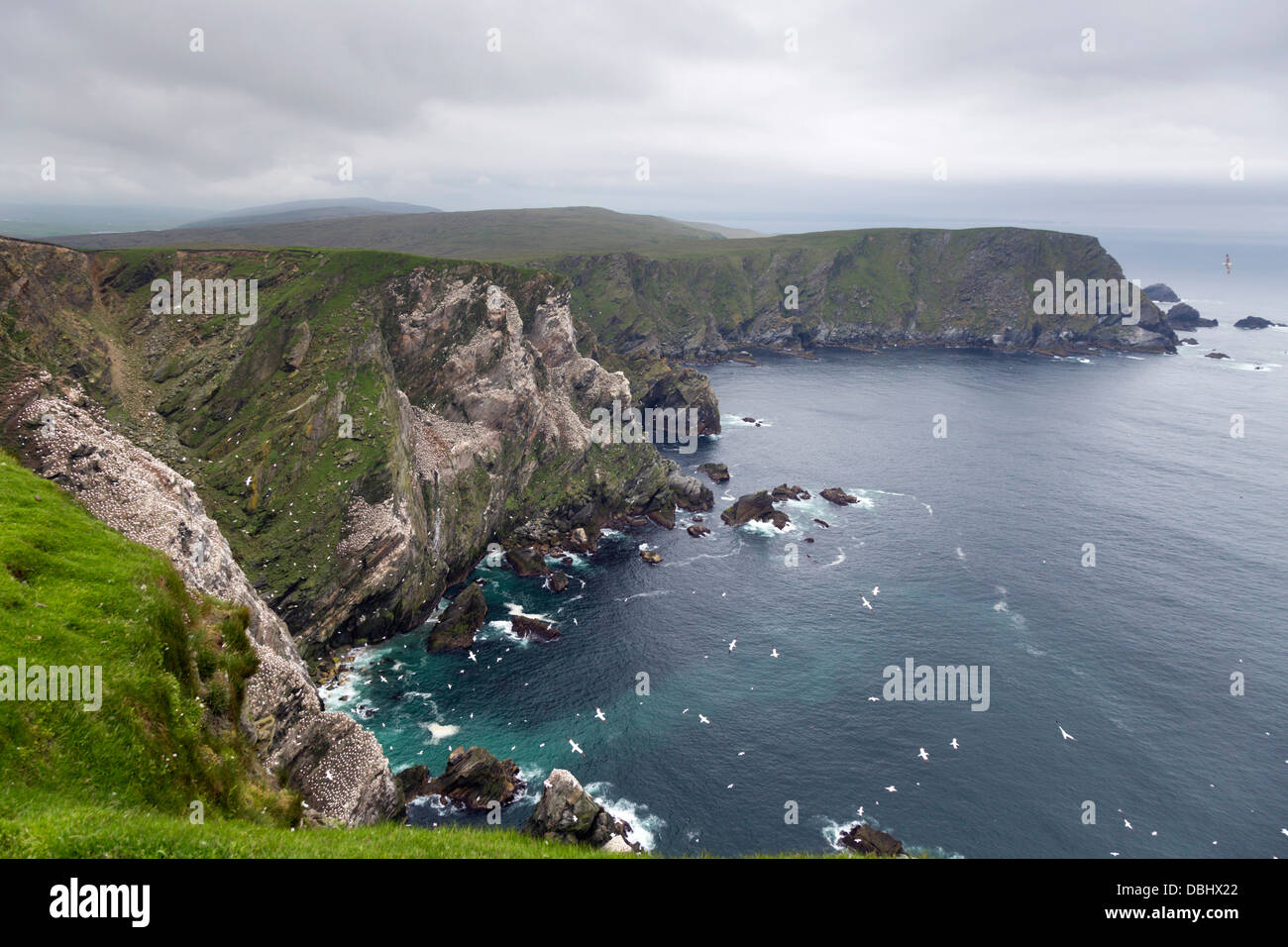 Scogliere Hermaness;; Unst Shetland; Regno Unito Foto Stock