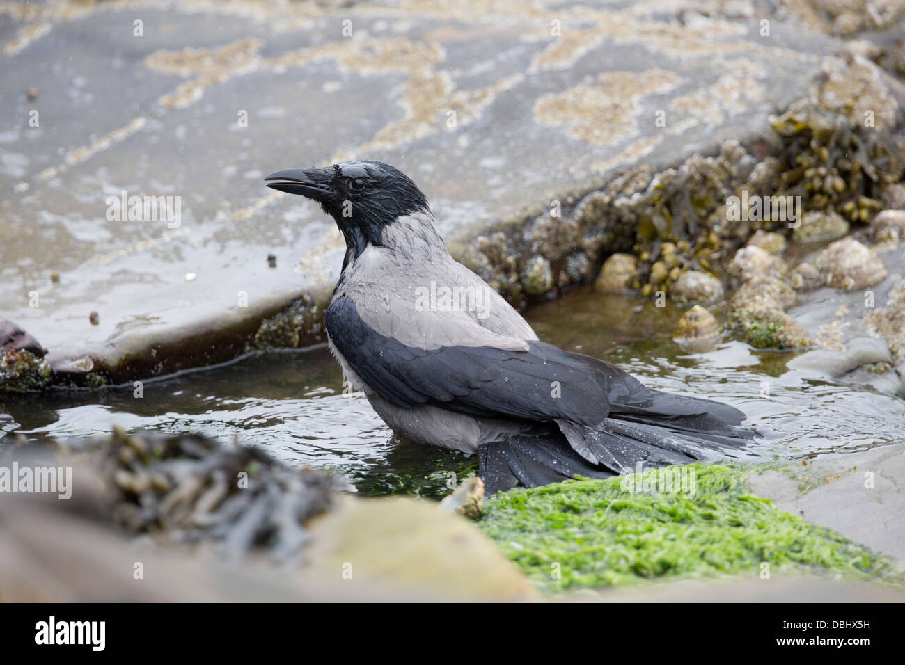 Cornacchia Mantellata; Corvus corone cornix; Shetland; Regno Unito Foto Stock