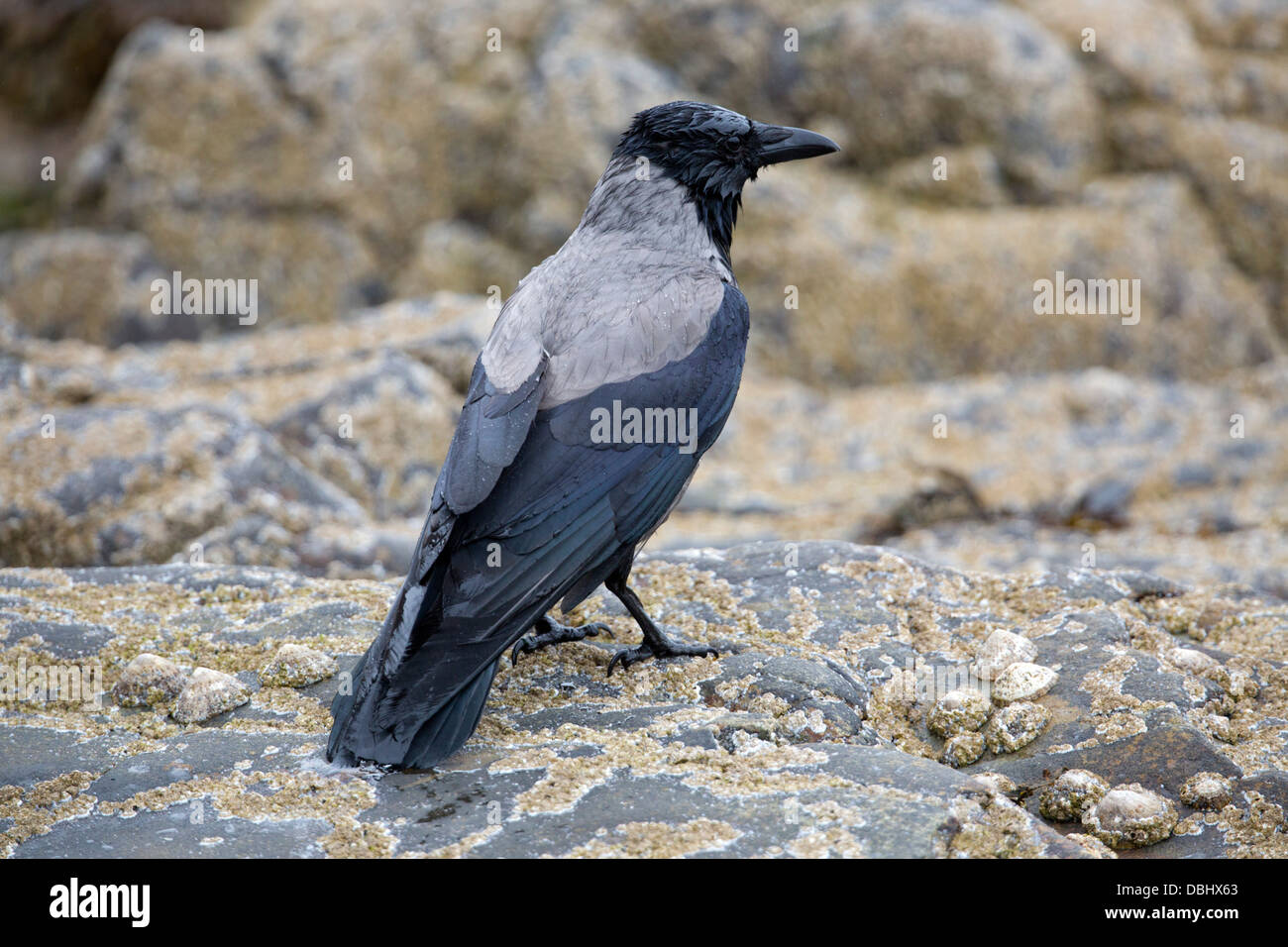 Cornacchia Mantellata; Corvus corone cornix; Shetland; Regno Unito Foto Stock