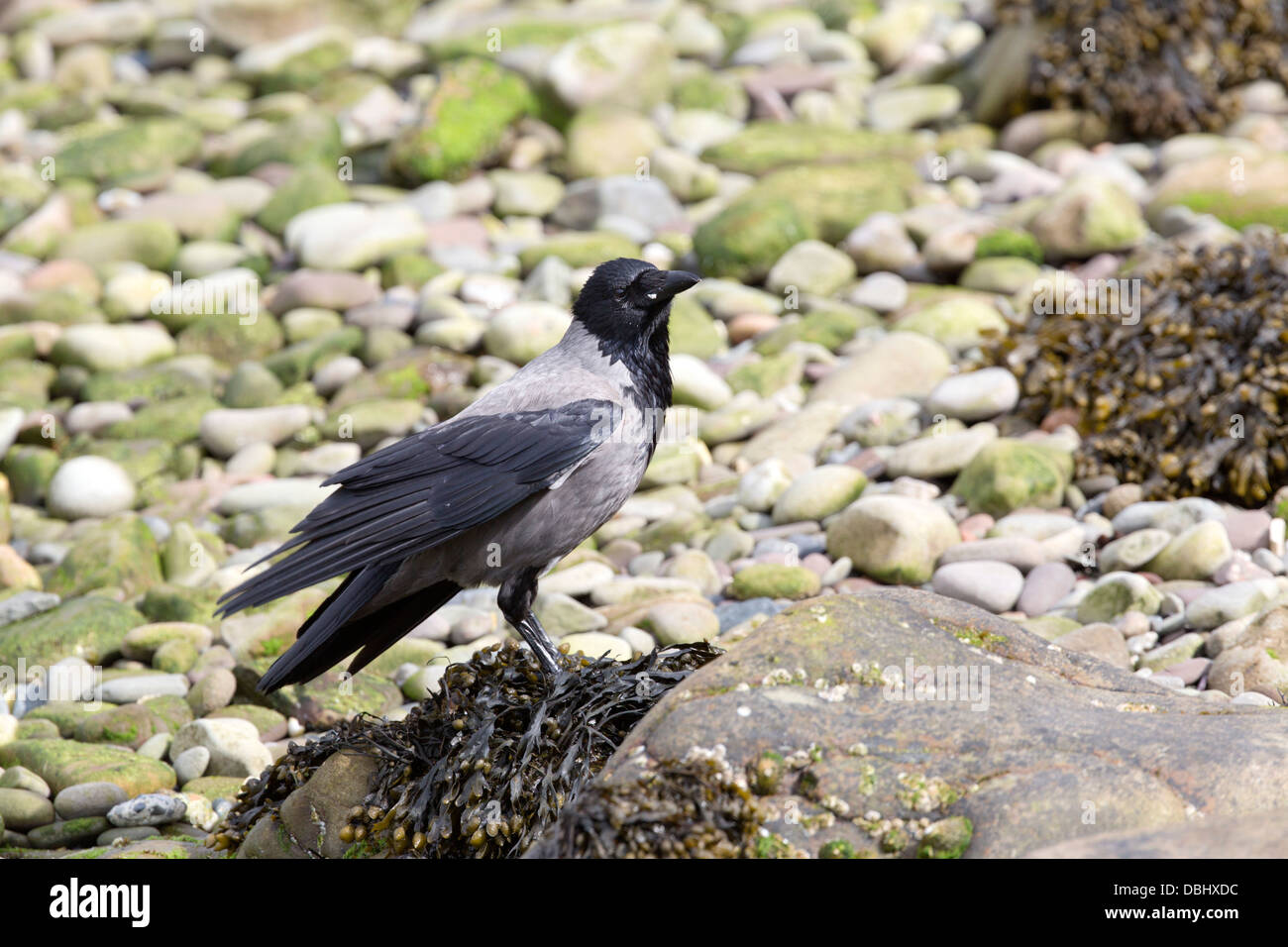 Cornacchia Mantellata; Corvus corone cornix; Shetland; Regno Unito Foto Stock