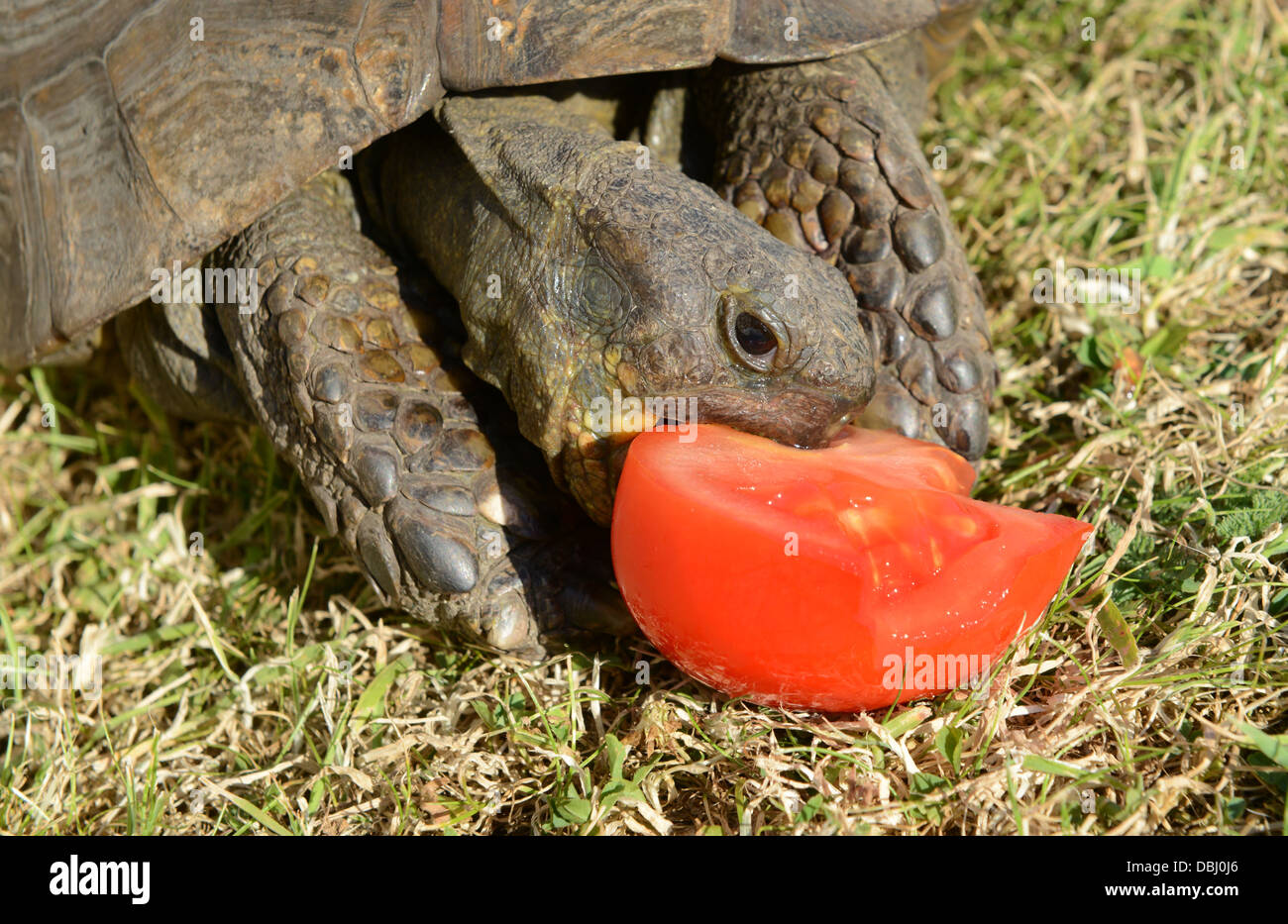 Tartaruga mangia il pomodoro Foto Stock