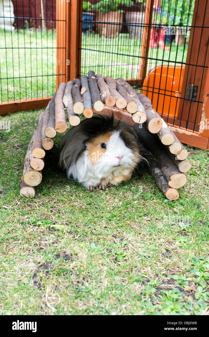 Carino abissino di cavia guardando fuori del suo arco registro rifugio sull'erba Foto Stock