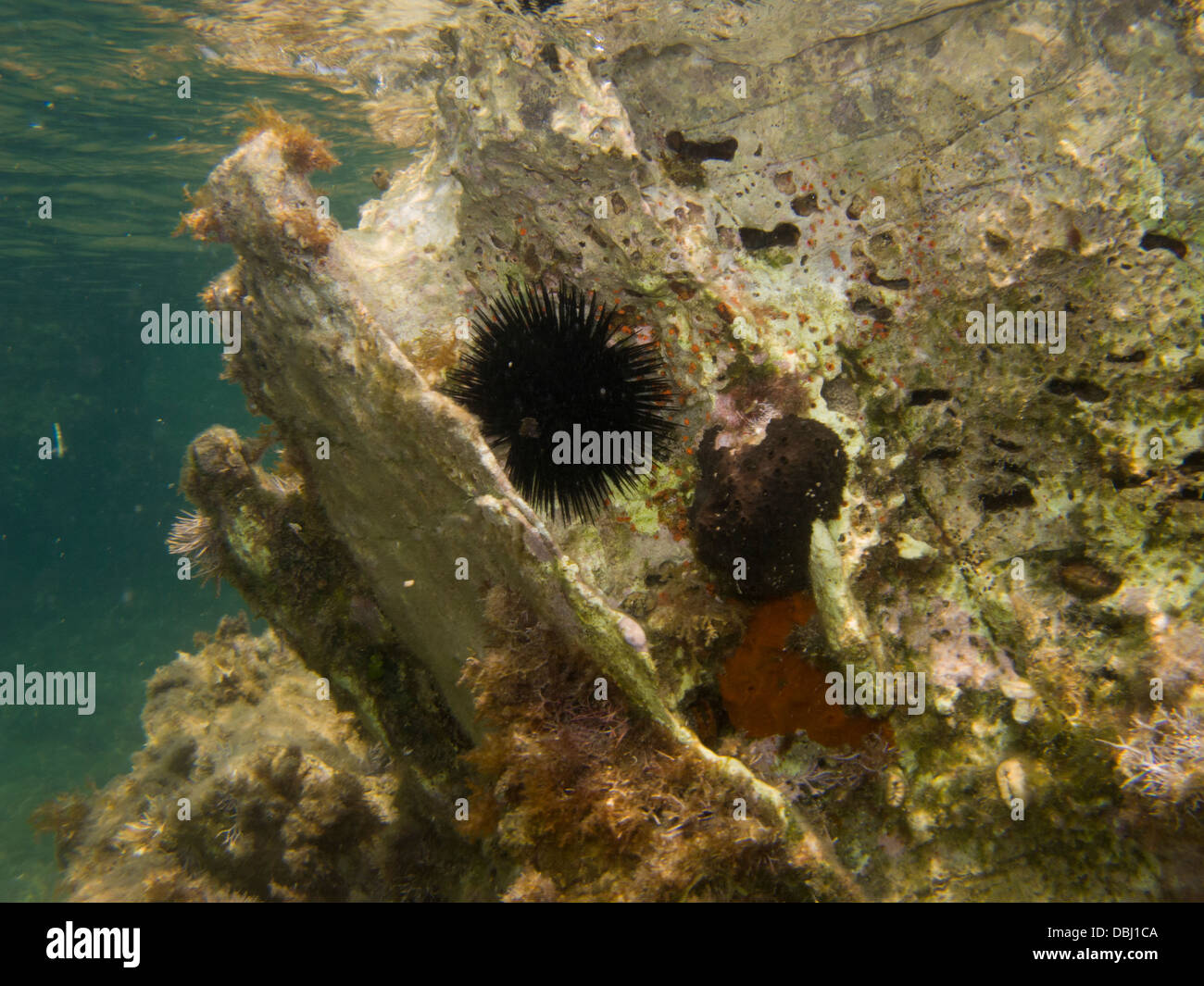 Il nero dei ricci di mare Arbacia lixula su roccia a Corfù Foto Stock