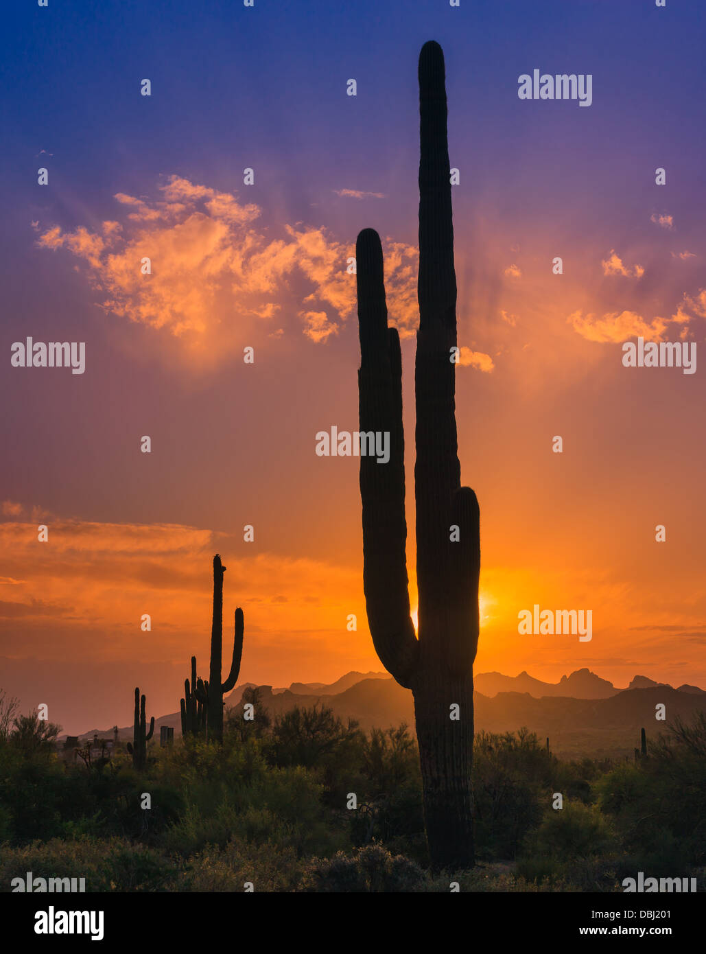 Cactus Saguaro al tramonto in Lost Dutchman State Park, Arizona, Stati Uniti d'America Foto Stock