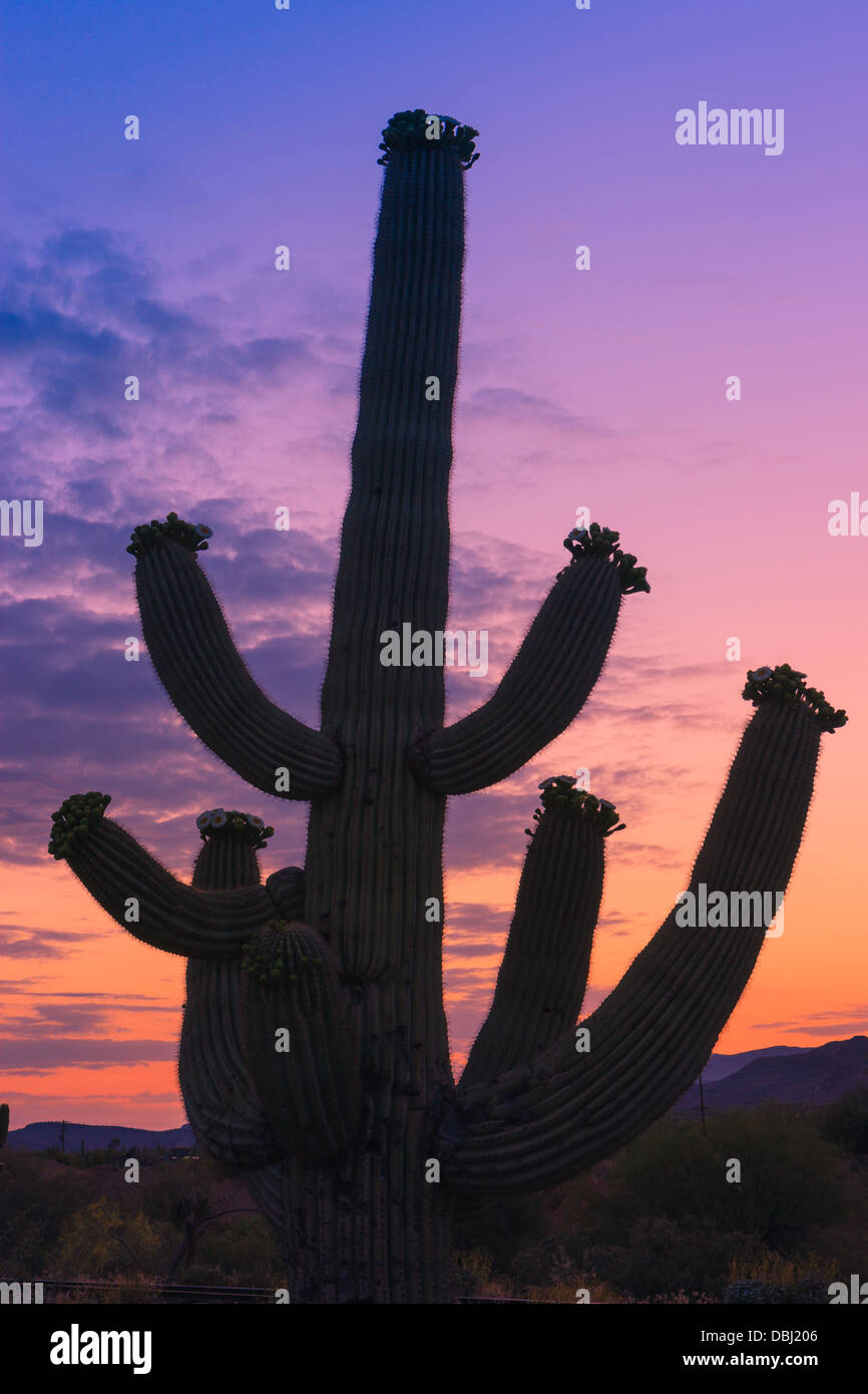 Cactus Saguaro presso sunrise in Lost Dutchman State Park, Arizona, Stati Uniti d'America Foto Stock