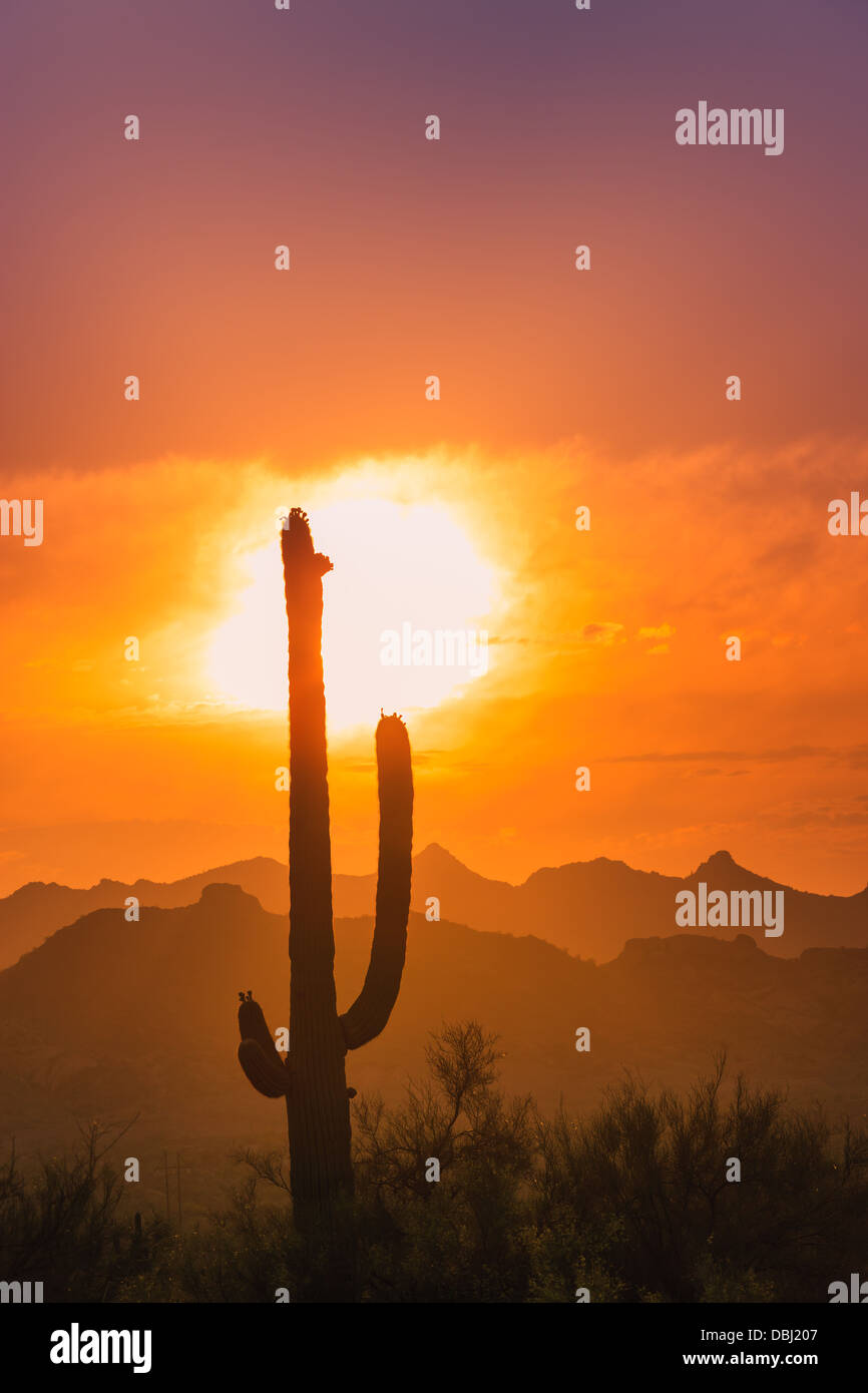 Cactus Saguaro al tramonto in Lost Dutchman State Park, Arizona, Stati Uniti d'America Foto Stock