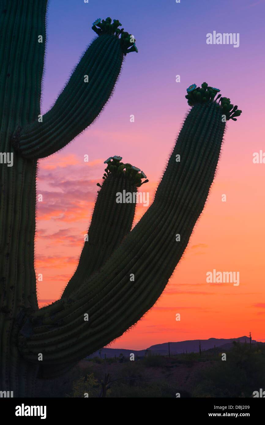 Cactus Saguaro presso sunrise in Lost Dutchman State Park, Arizona, Stati Uniti d'America Foto Stock