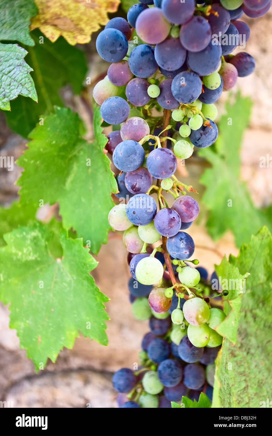 L'uva blu è una cultivar derivate ,è utilizzata per la tavola, succo di frutta e per la produzione di vino. Foto Stock