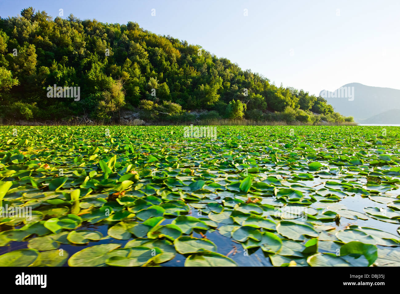 Lago di Skadar.La parte montenegrina del lago, a una dimensione di 40000 ettari, fu dichiarato parco nazionale nel 1983. Foto Stock