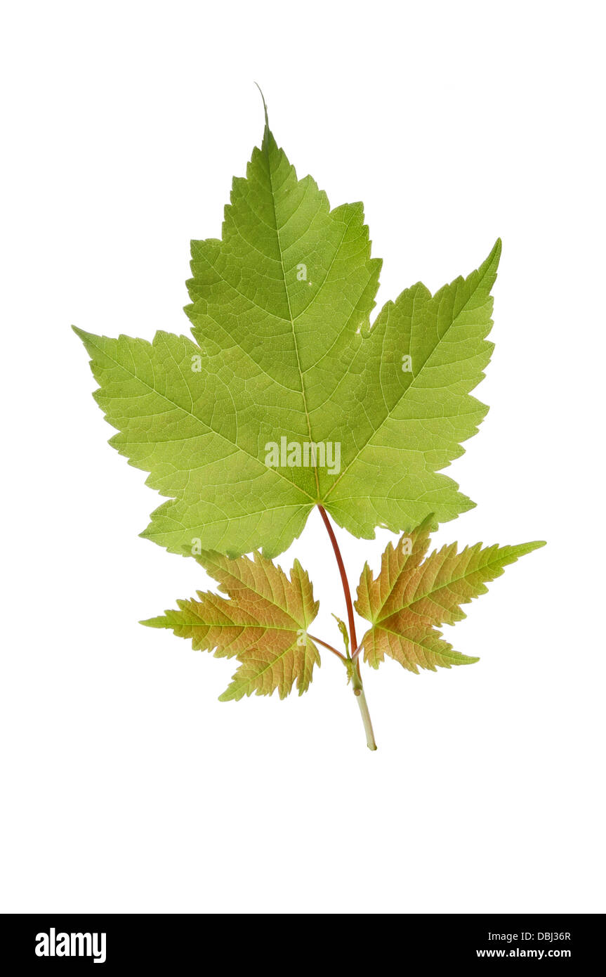 Molla di fresche foglie di acero isolato contro bianco Foto Stock
