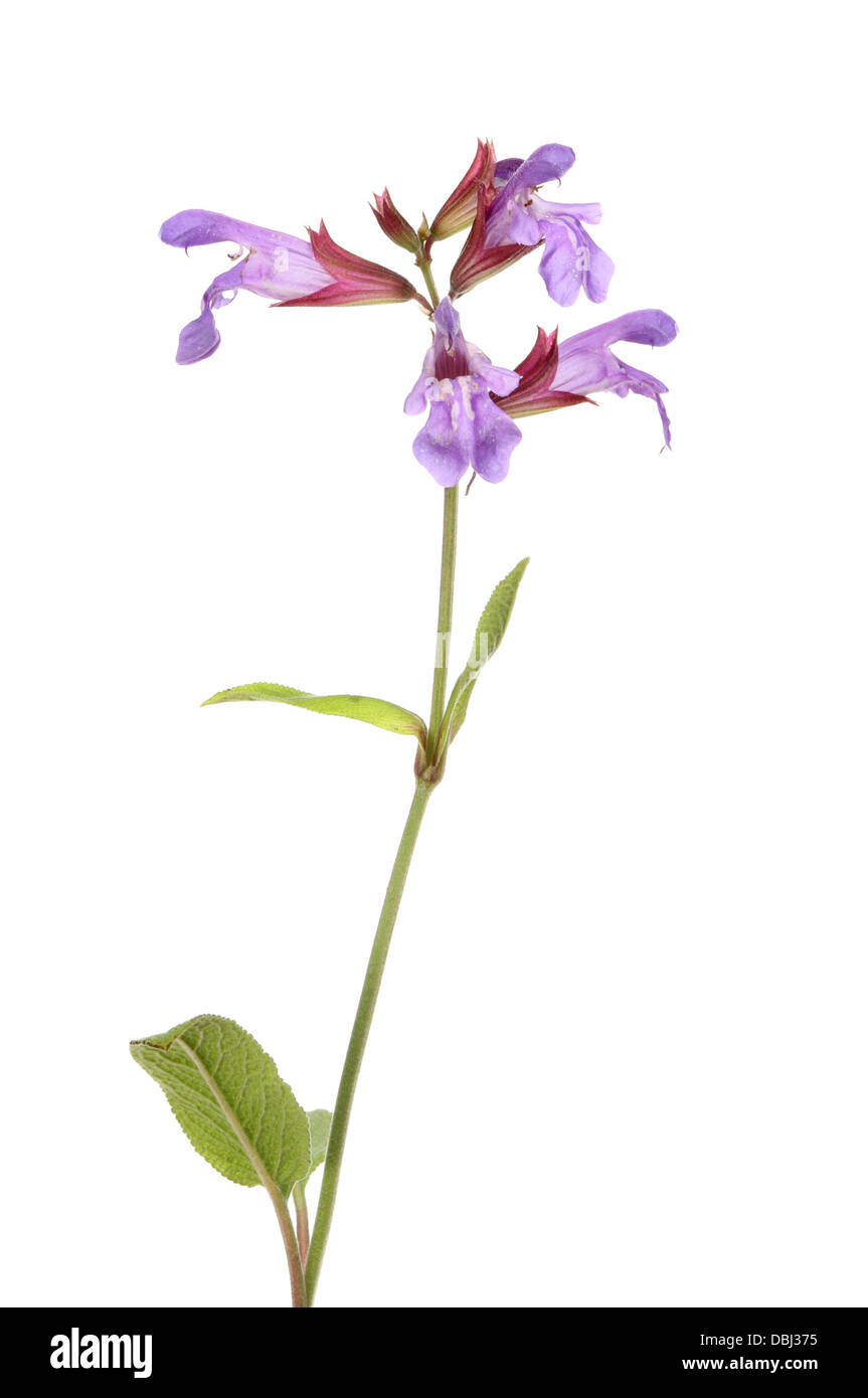 La salvia, Salvia officinalis, fiori e foglie isolata contro bianco Foto Stock