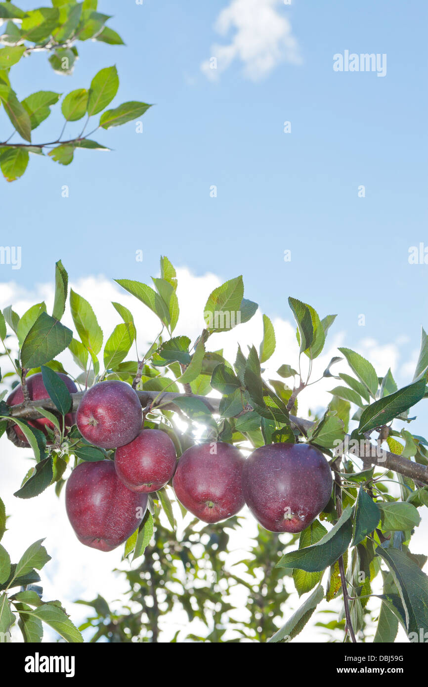 Apple nel frutteto in autunno Foto Stock