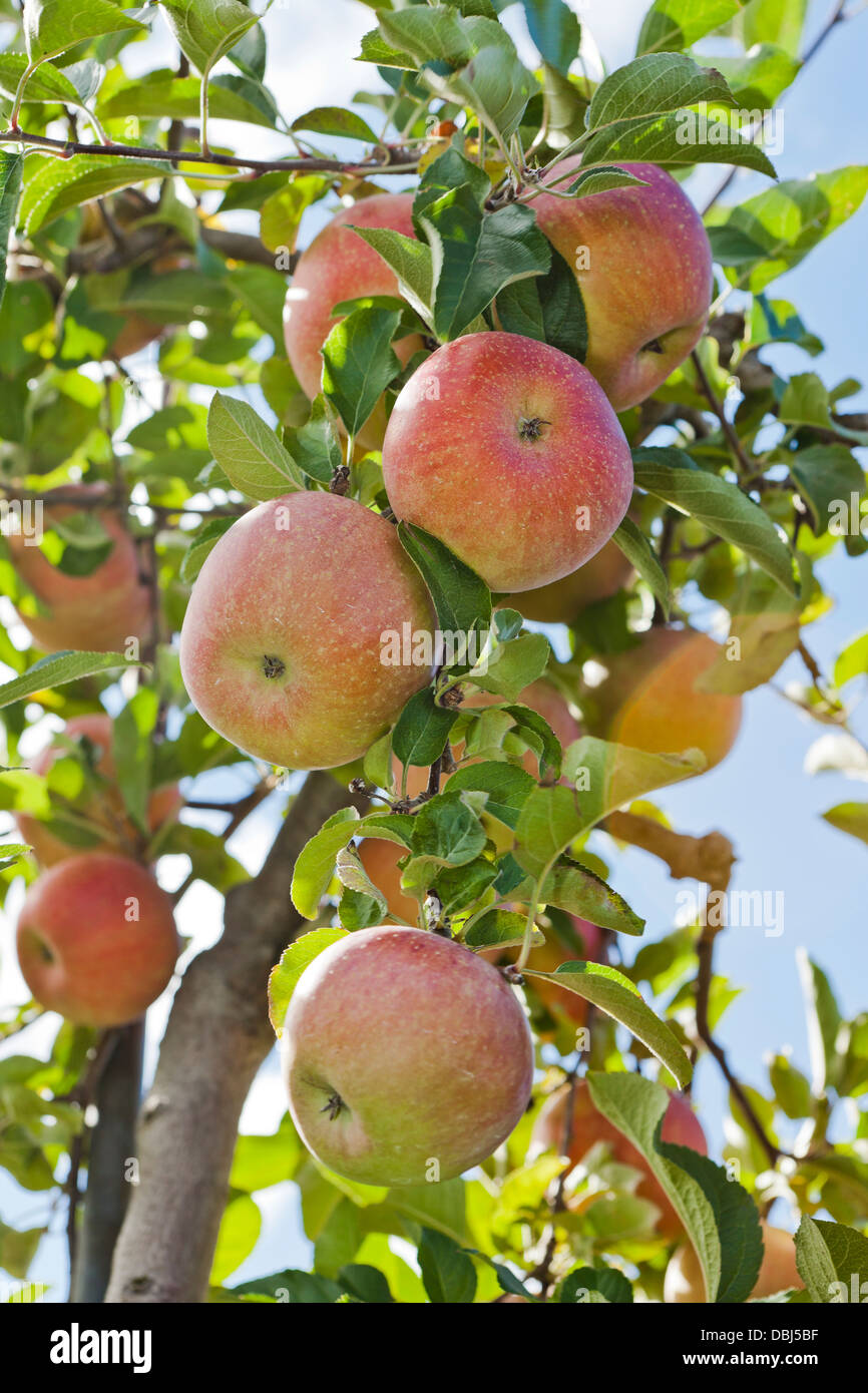Apple nel frutteto in autunno Foto Stock